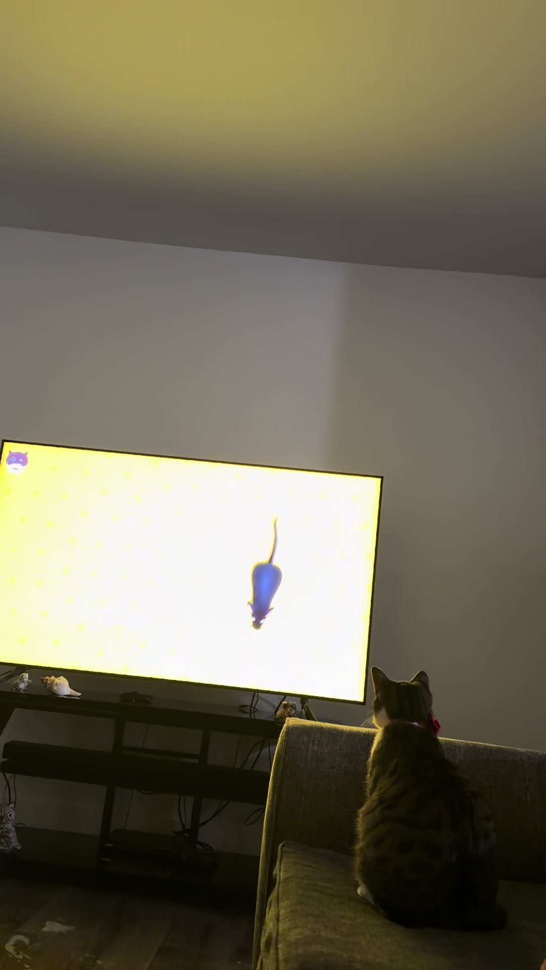 @Gary🐈&zwj;⬛&Luna🐈