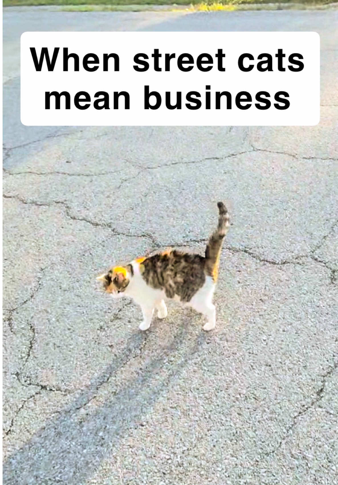 @first class whiskers