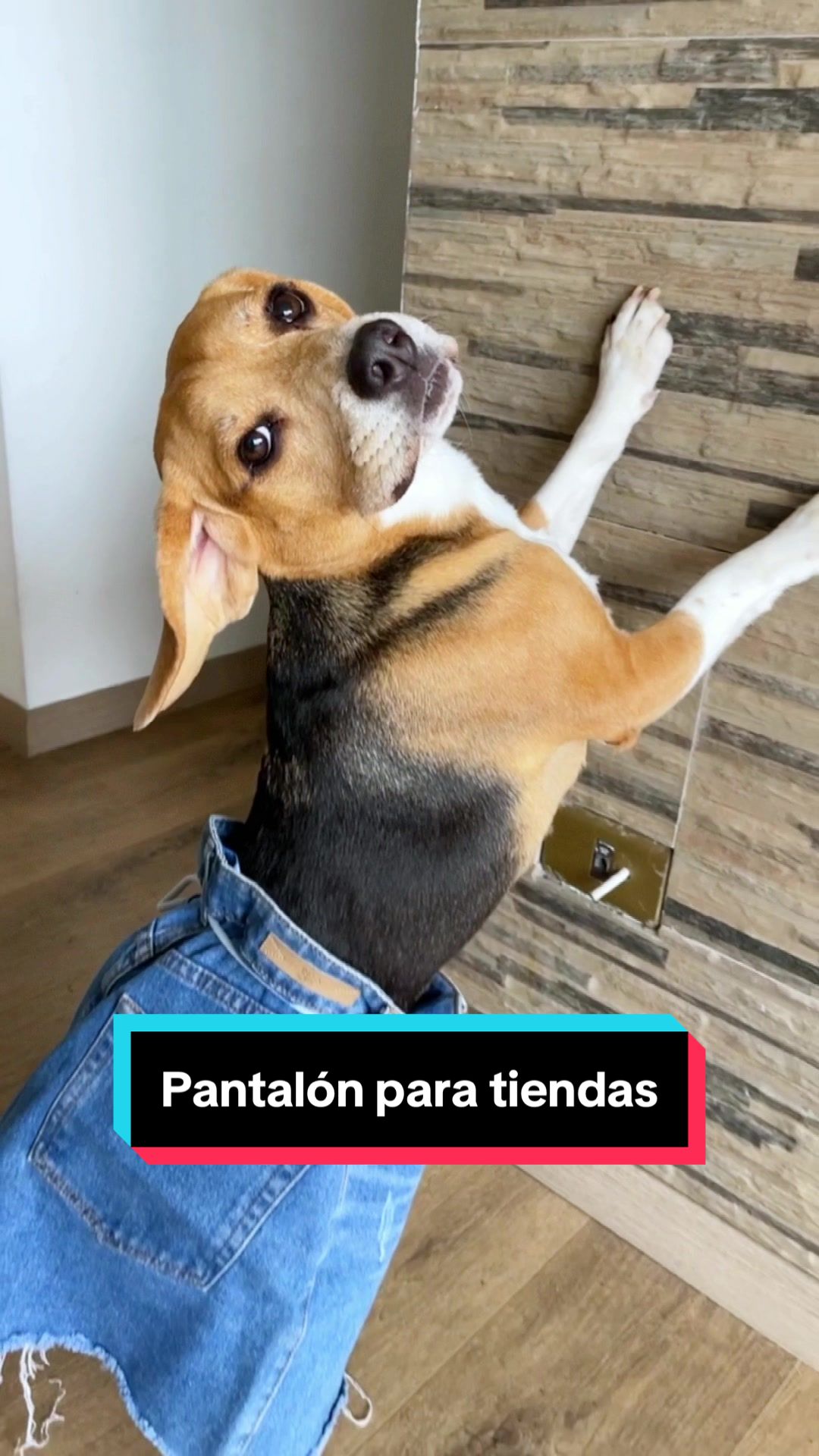 @Jake el perro