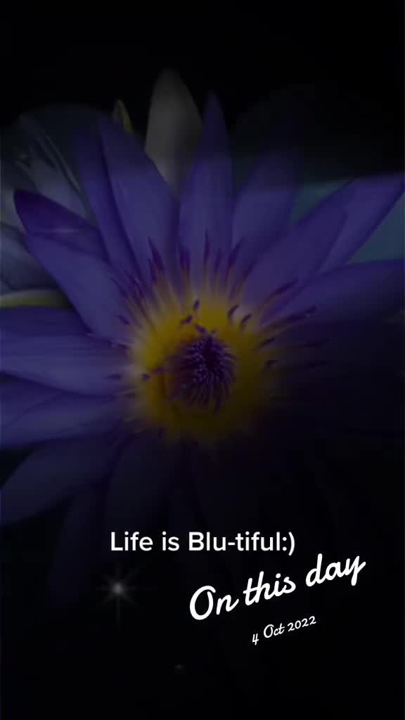 @Blu_the_budgie 🇹🇹