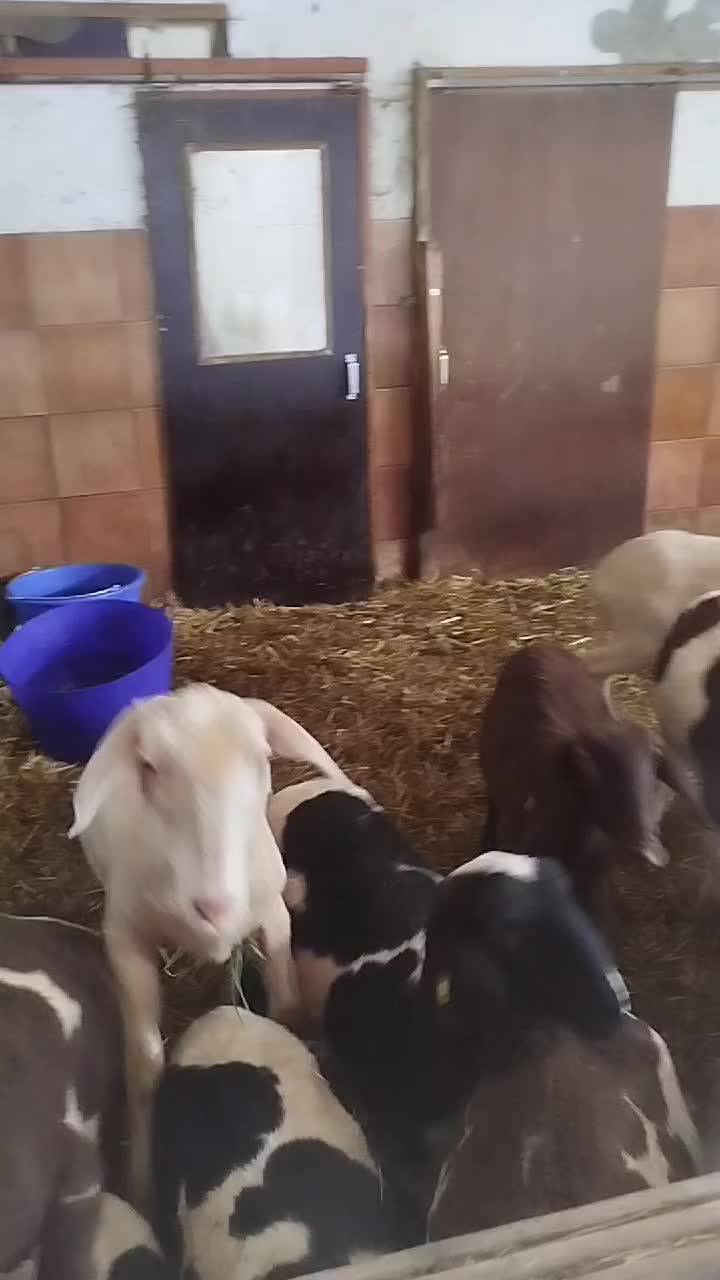 @ᚾᚨᛞᛁᚾᛖ