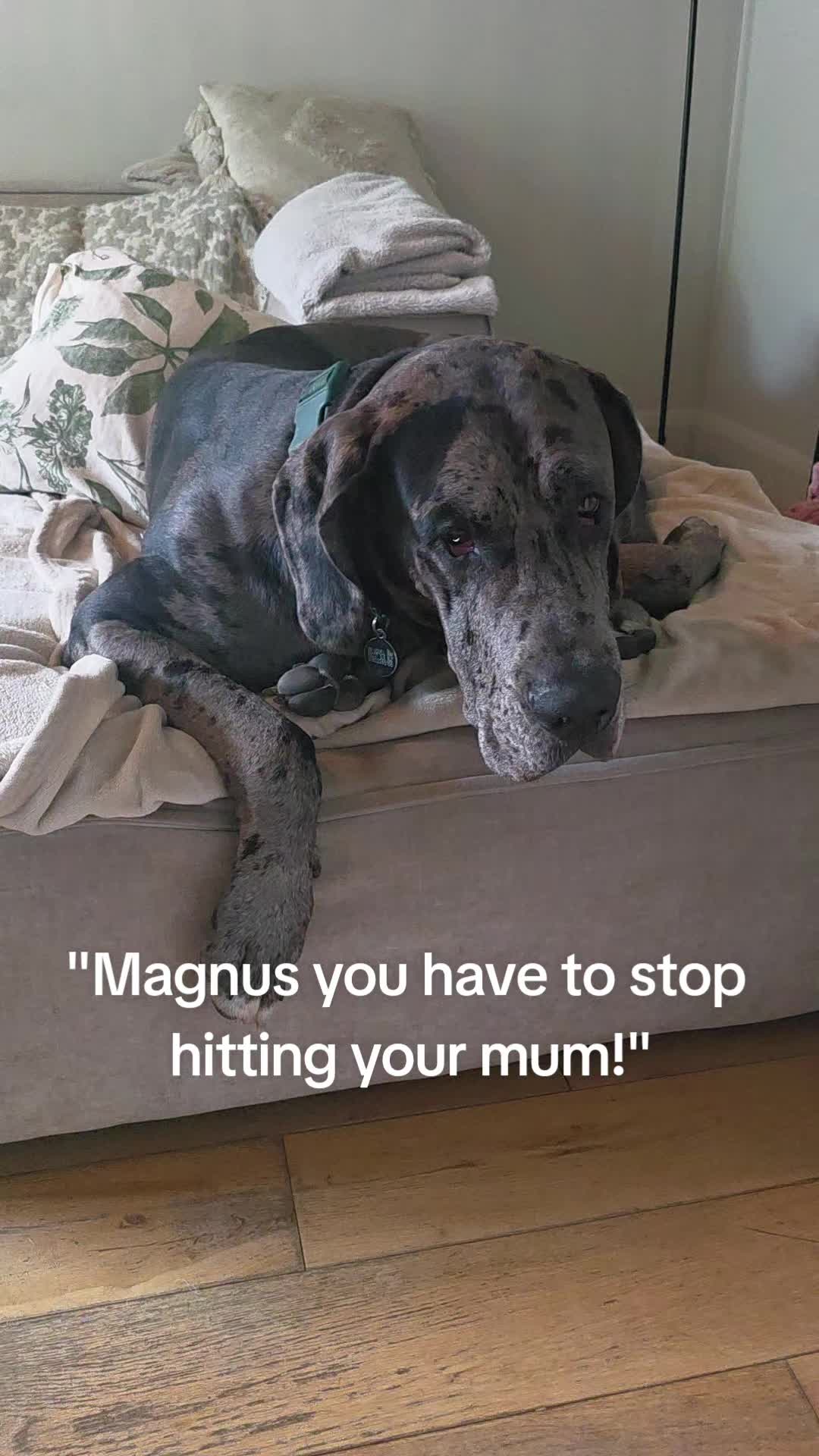 @Magnus the GREAT DANE