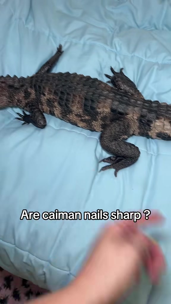 @Crazycaimanlady