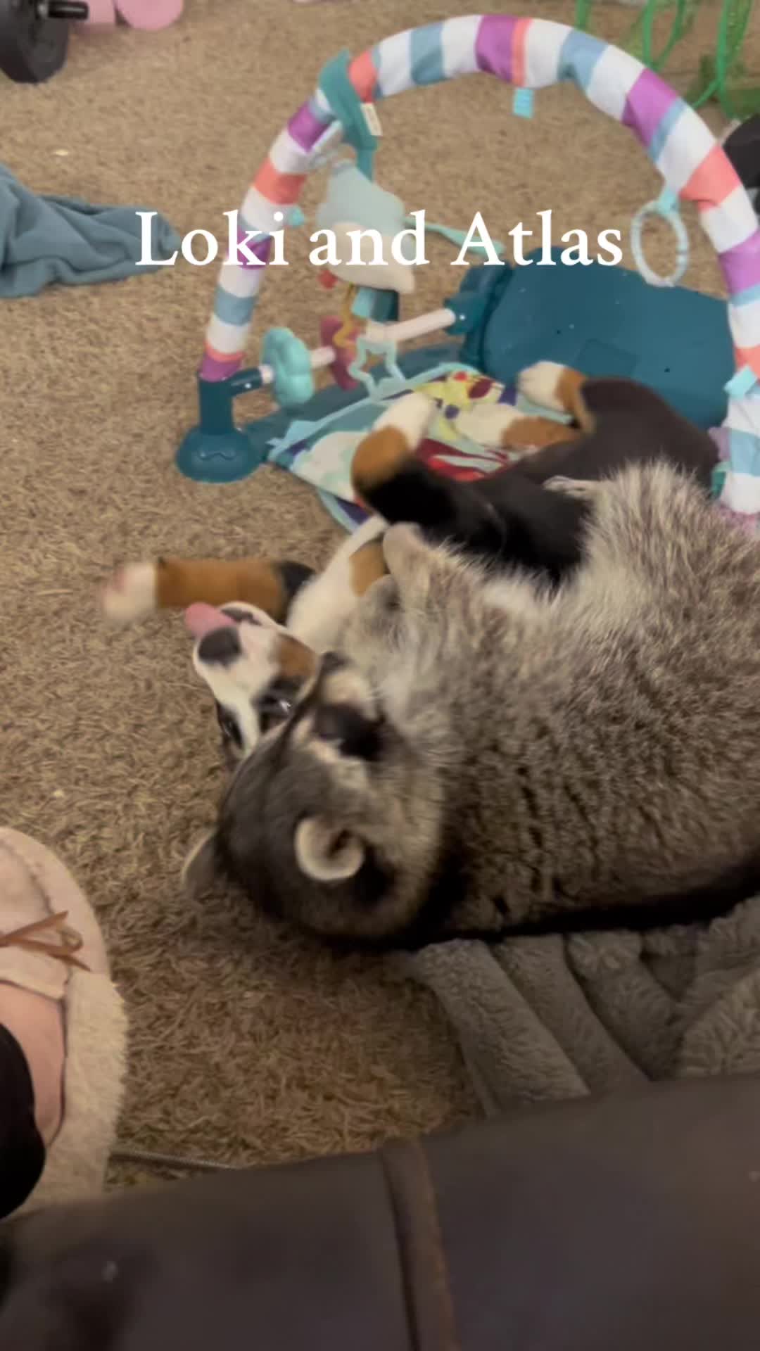 @Loki the raccoon