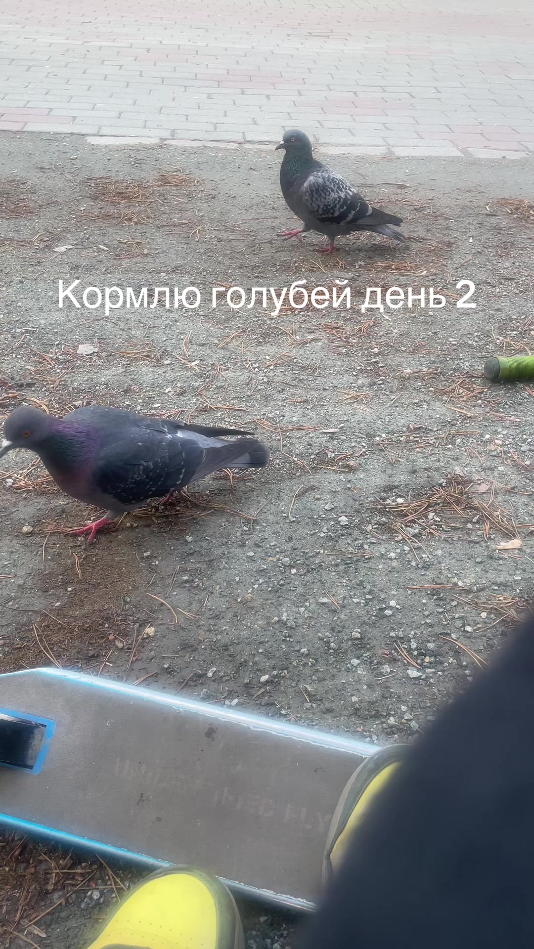 @Севун