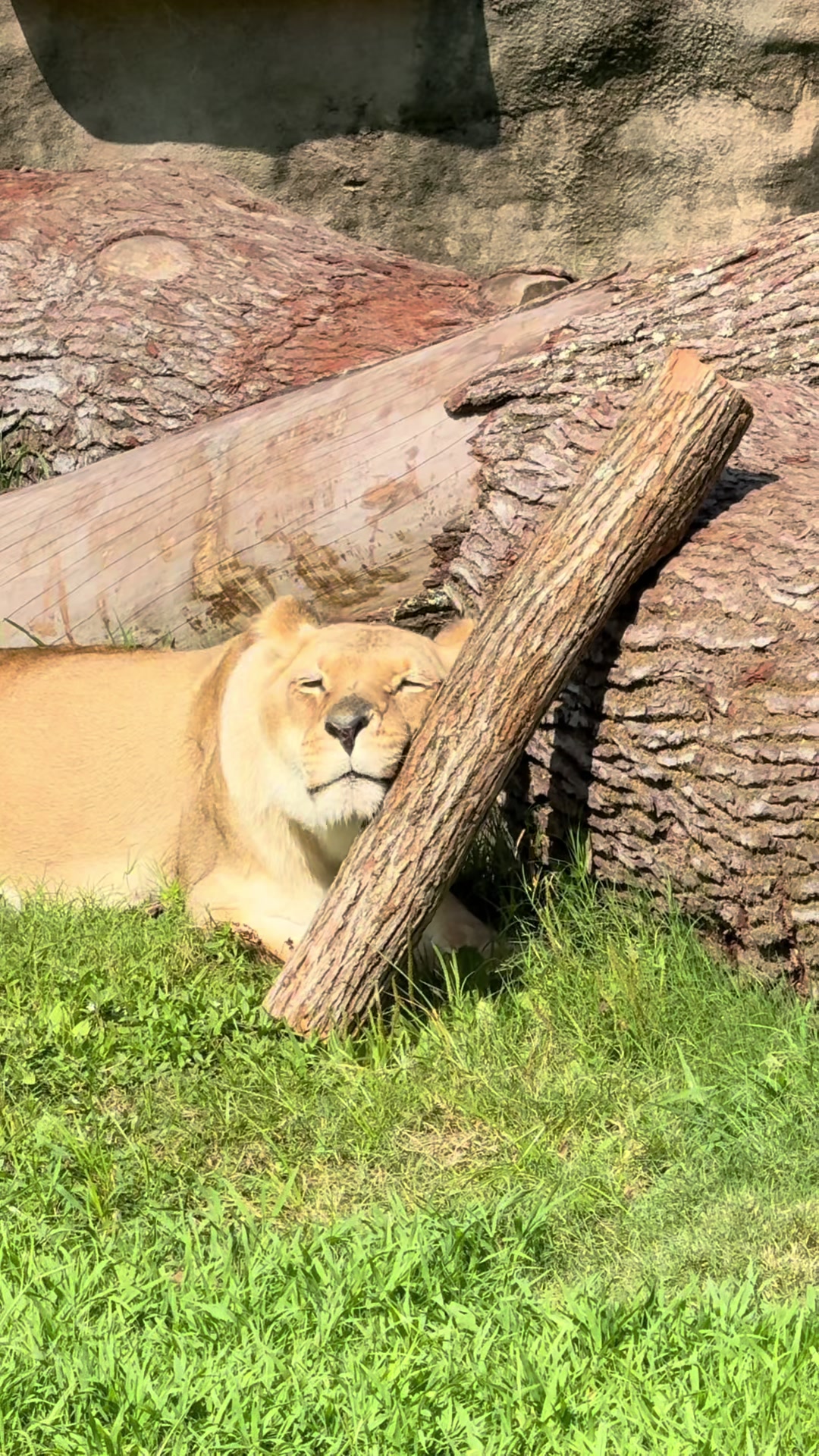 @memphiszoo