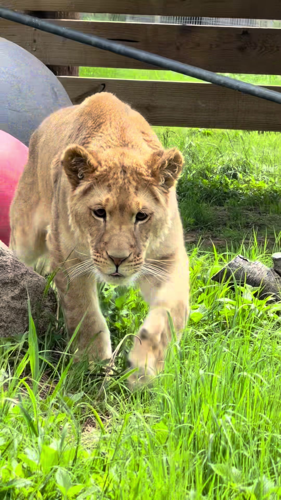 @The Wildcat Sanctuary