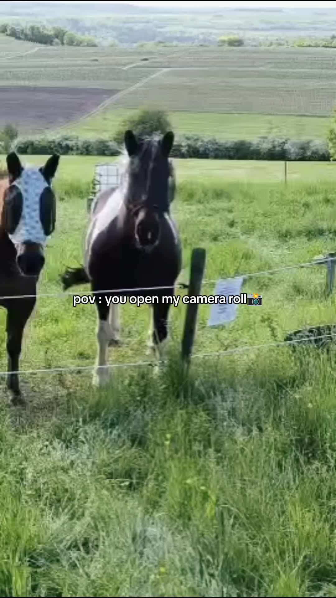 @horses for live