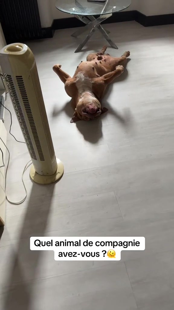 @🧩team bully🐶🧸