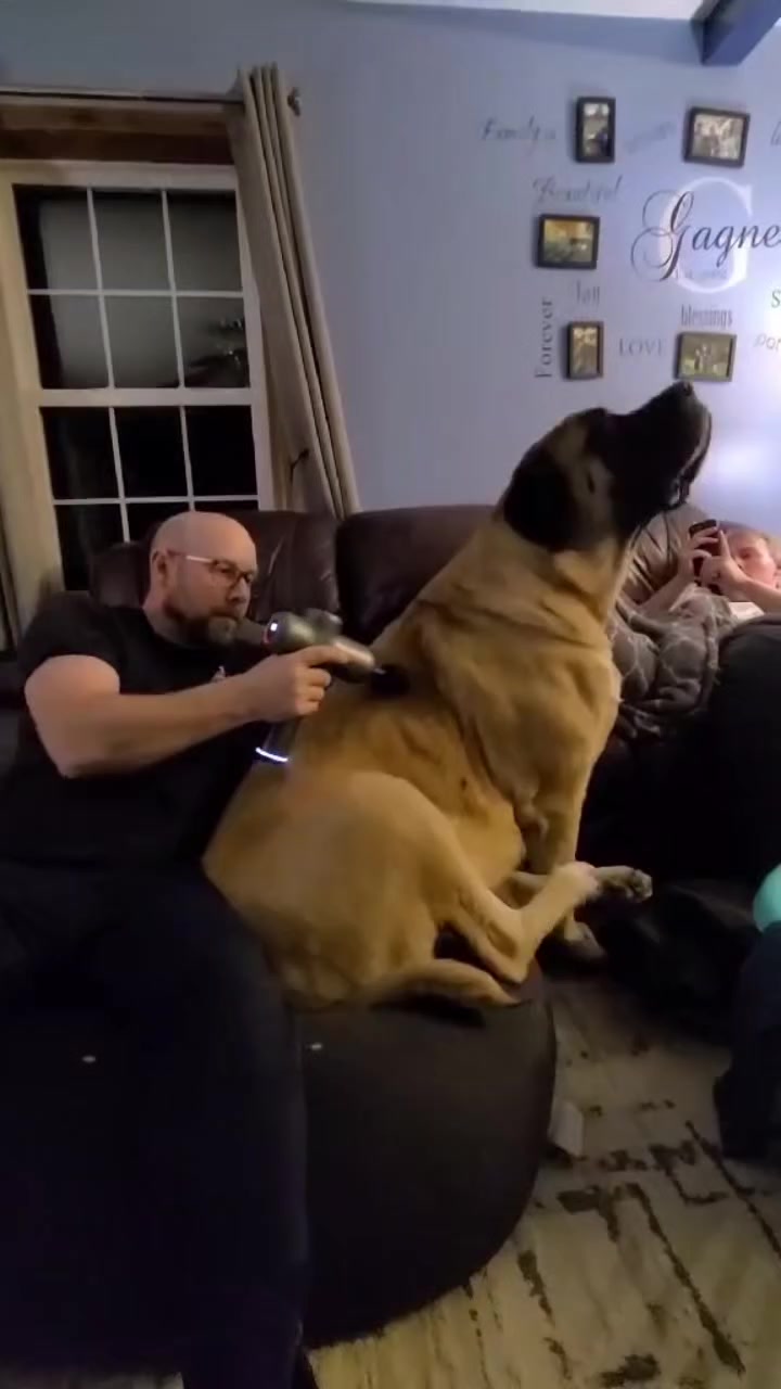 @Maple Mastiffs