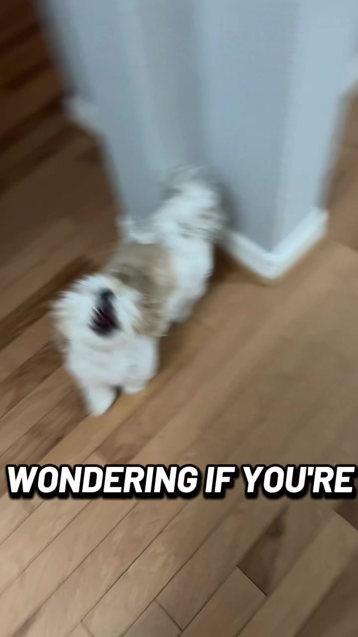 @Bear & Pearl 🐶 🐕🦺