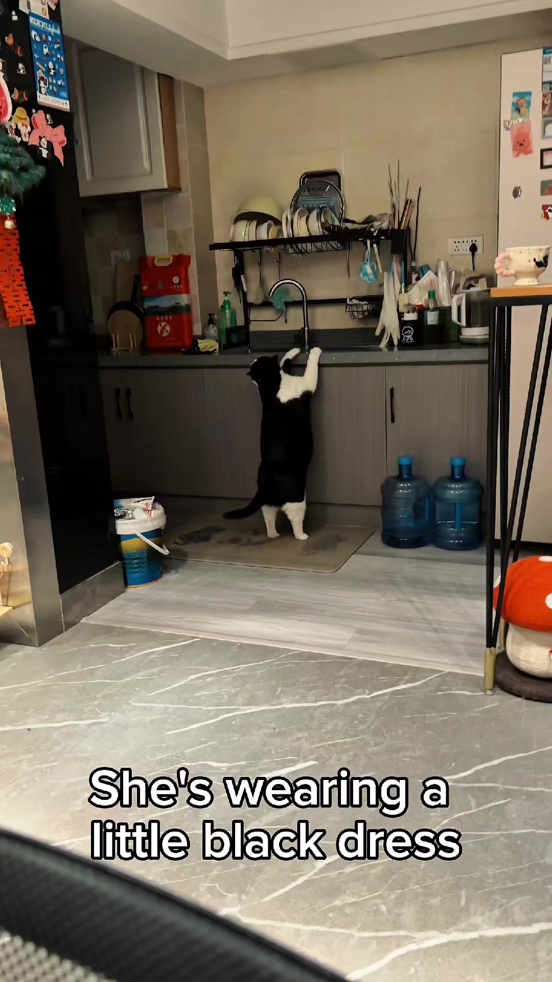 @Cat Lovers Club