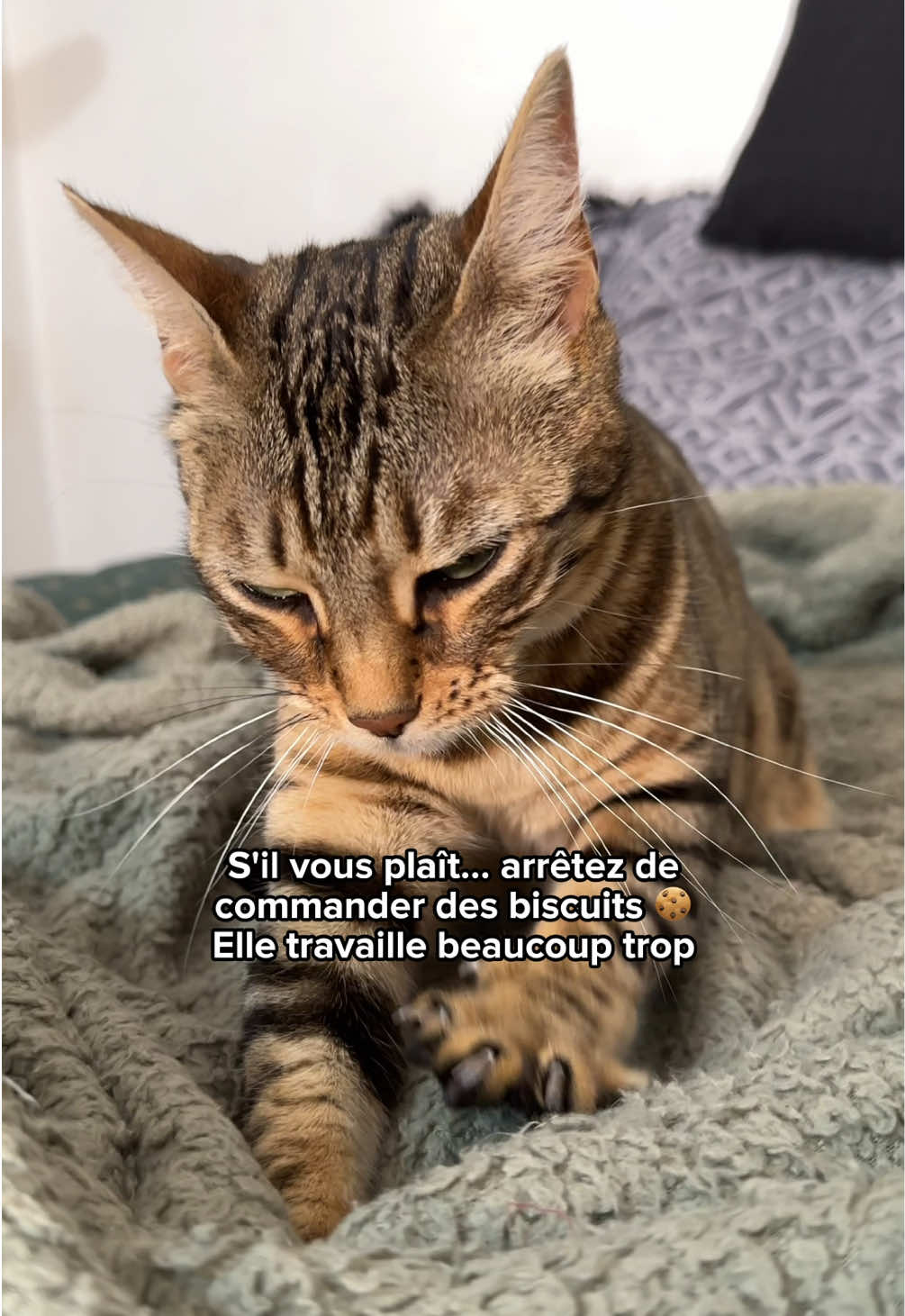 @Ricki the Bengal