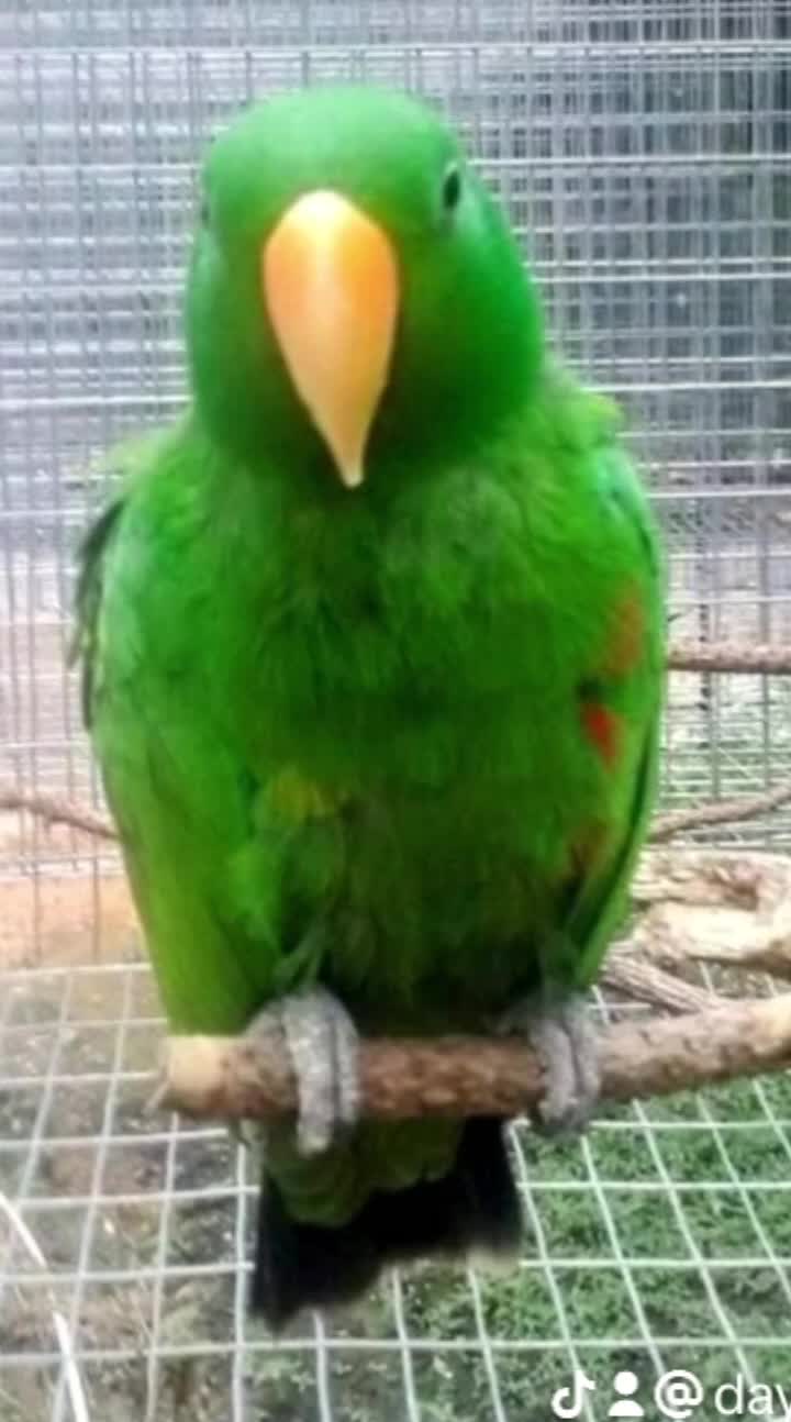 @Daybird Aviaries