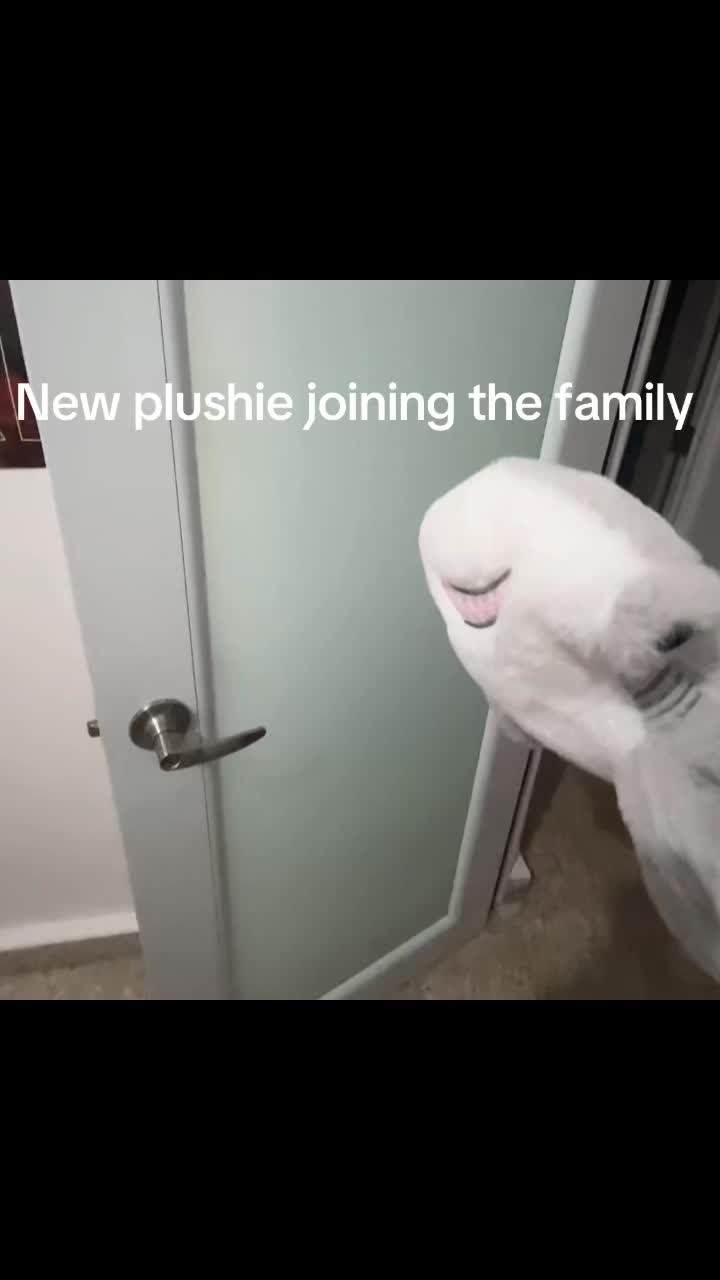 @🦈 &bull; 𝚂𝚔𝚊𝚢 🫧
