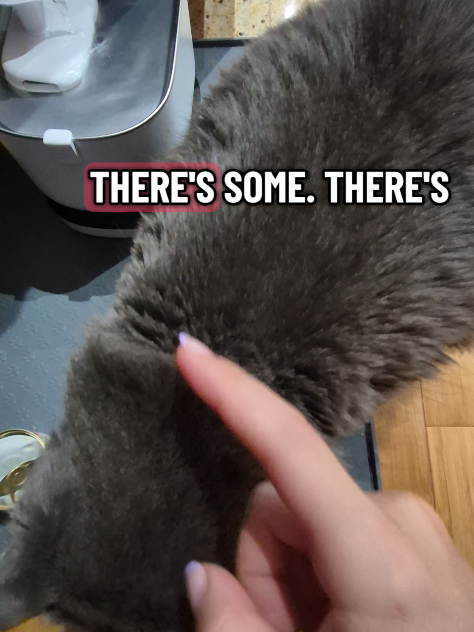 @Kittyboi