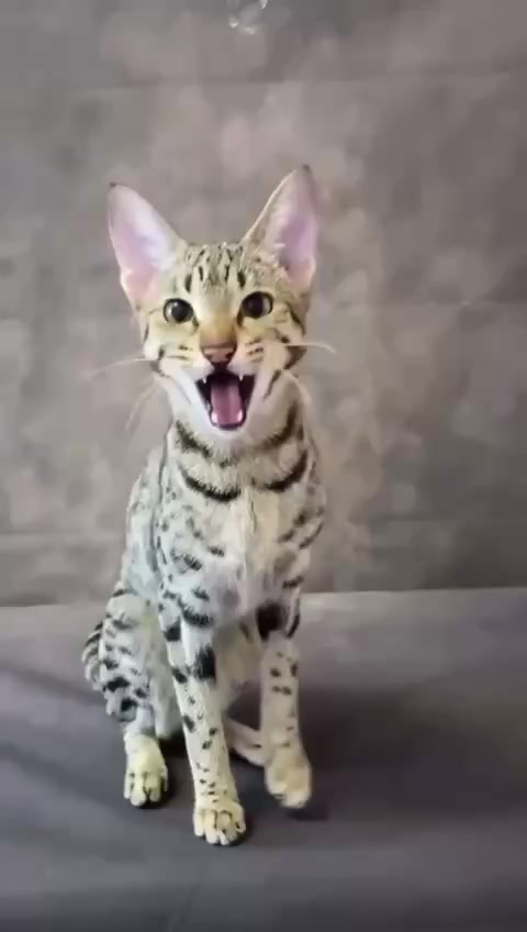 @🤣Vid&eacute;os Dr&ocirc;les.Zzz