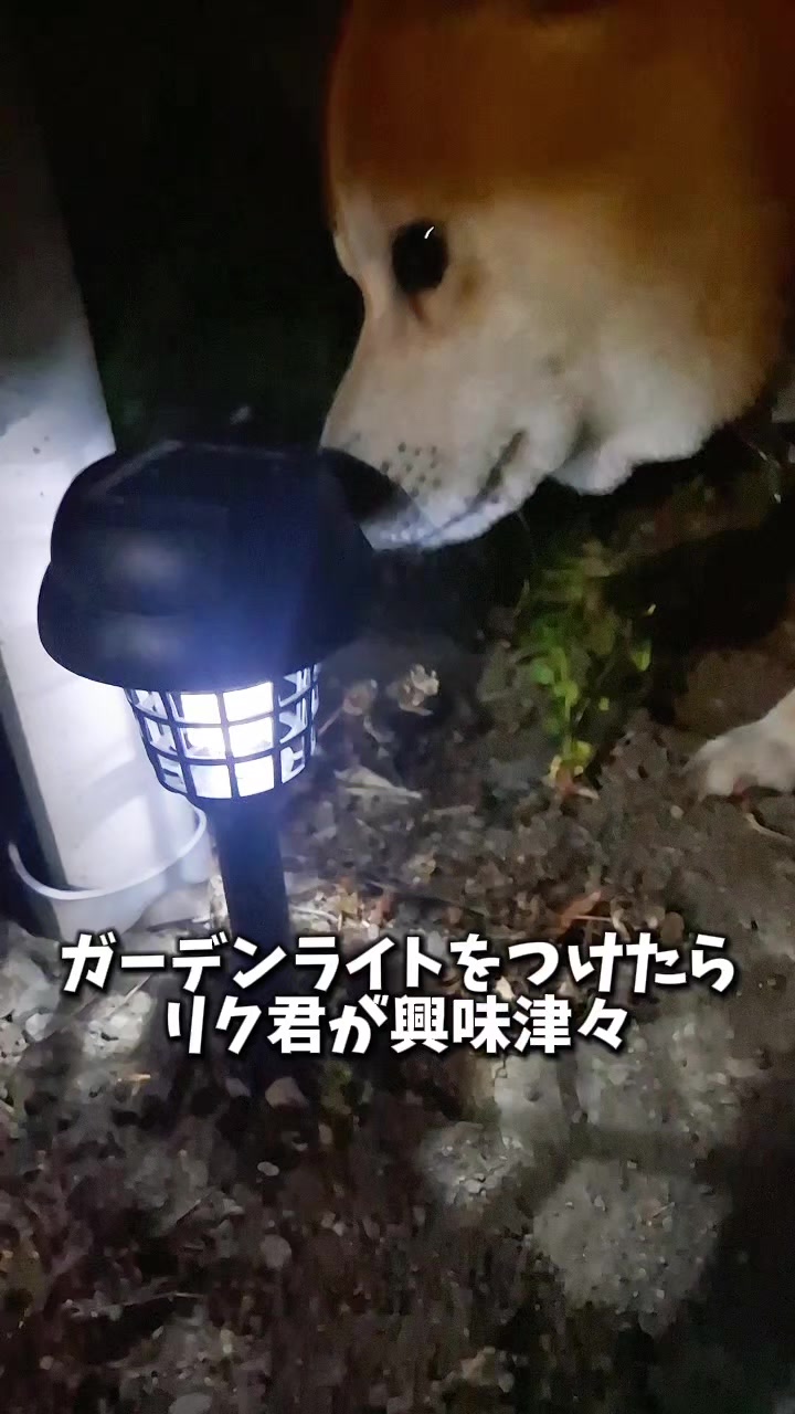 @柴犬リクママ