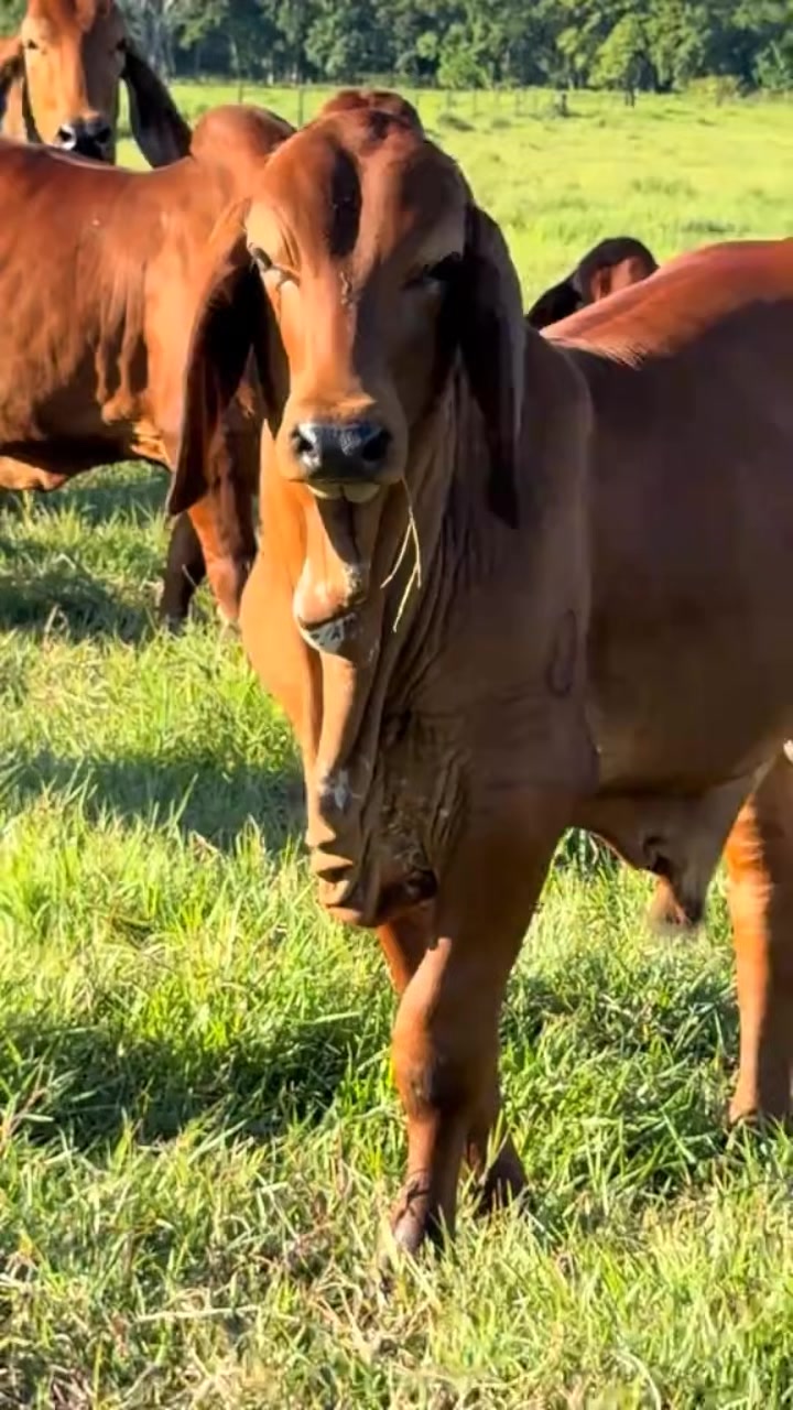@ganadería🐮 y caballo🐴☠️
