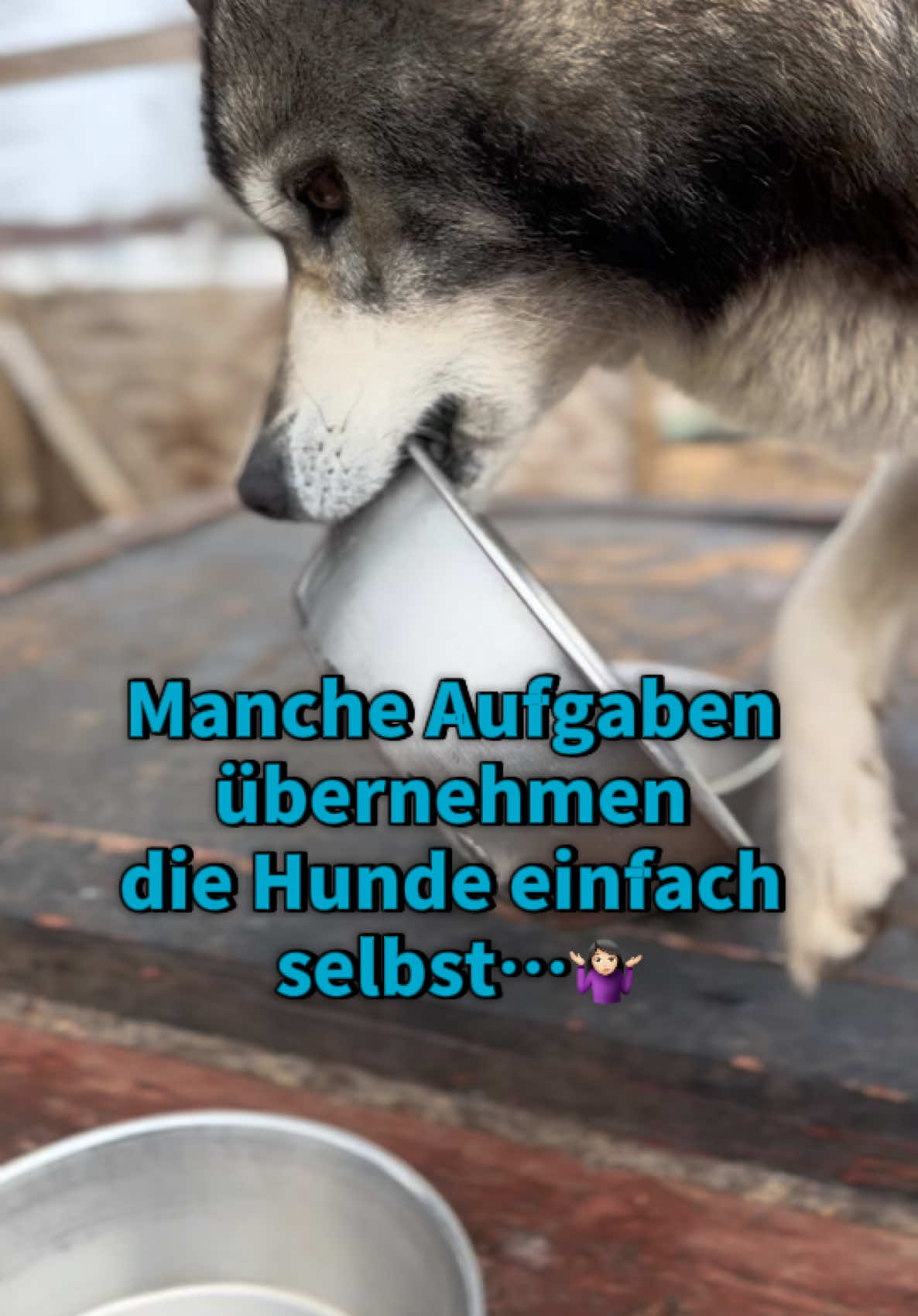 @Mehrere Hunde, ein Team!