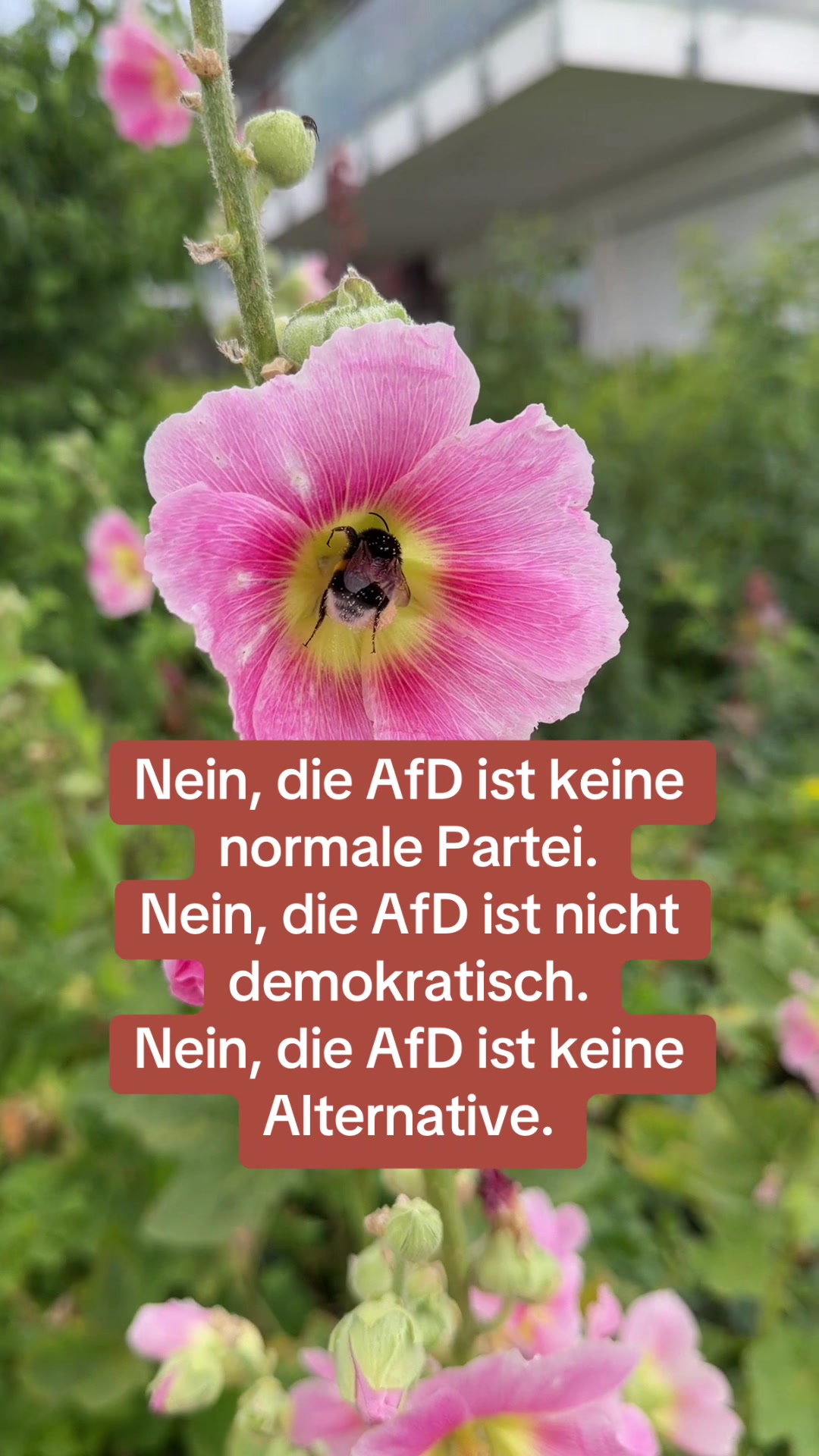 @Contra.AfD