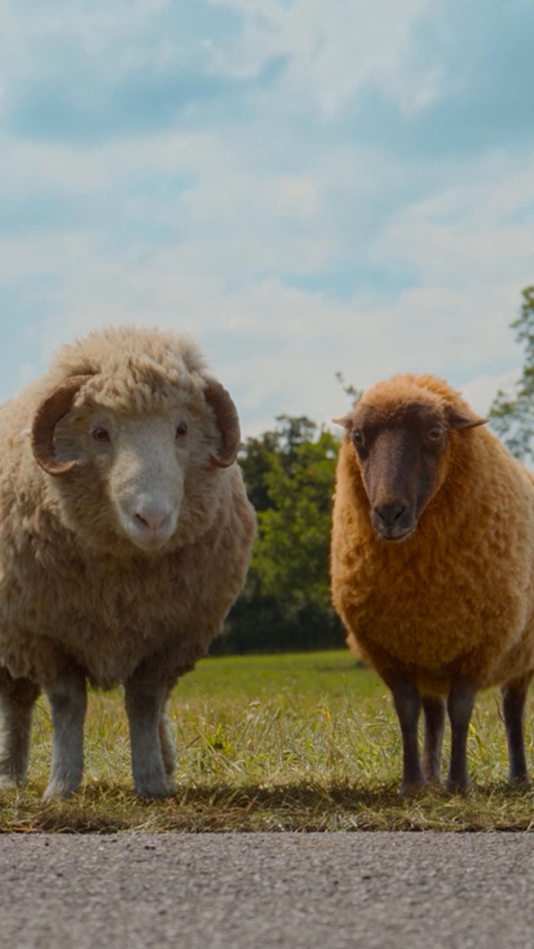 @Prime Video en fran&ccedil;ais ⚜️🇨🇦