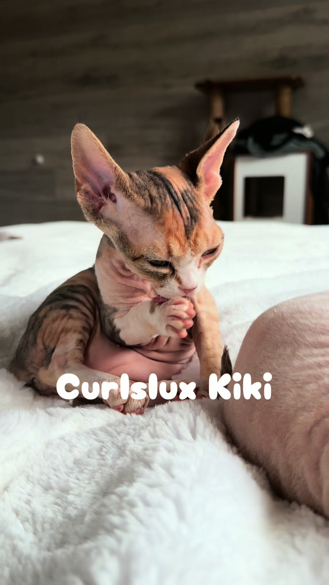 @Curlslux cattery!!🇺🇸