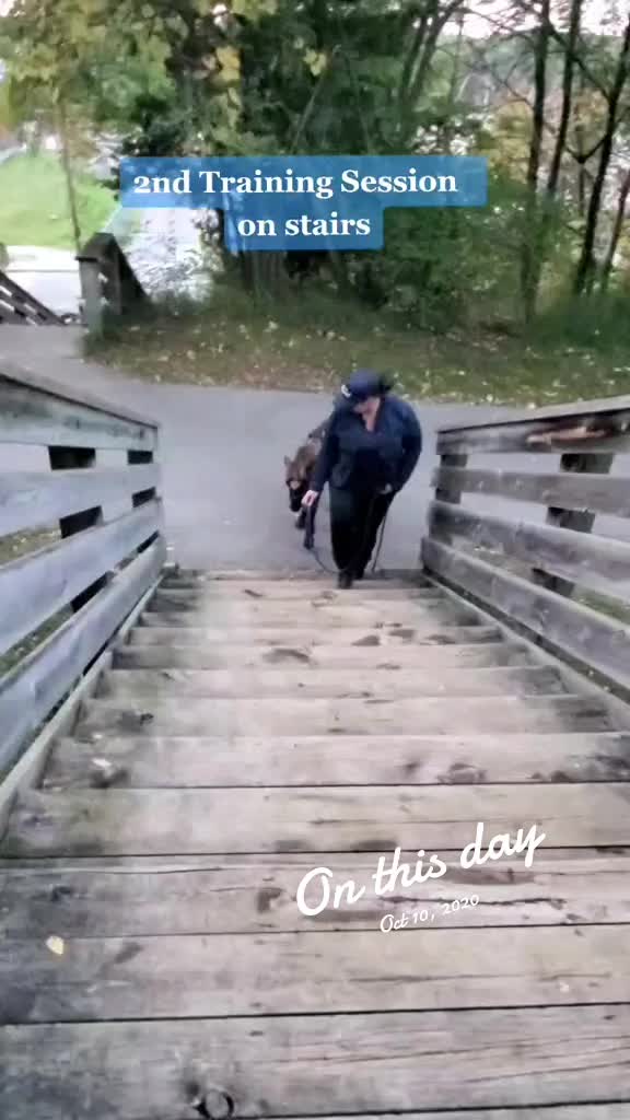 @minihorsemomandtrainer🐴🐴🐴🐴