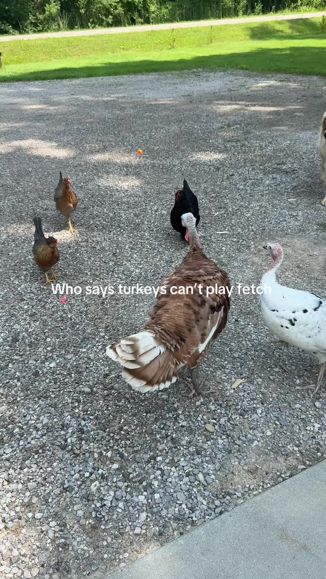 @the.featherfam