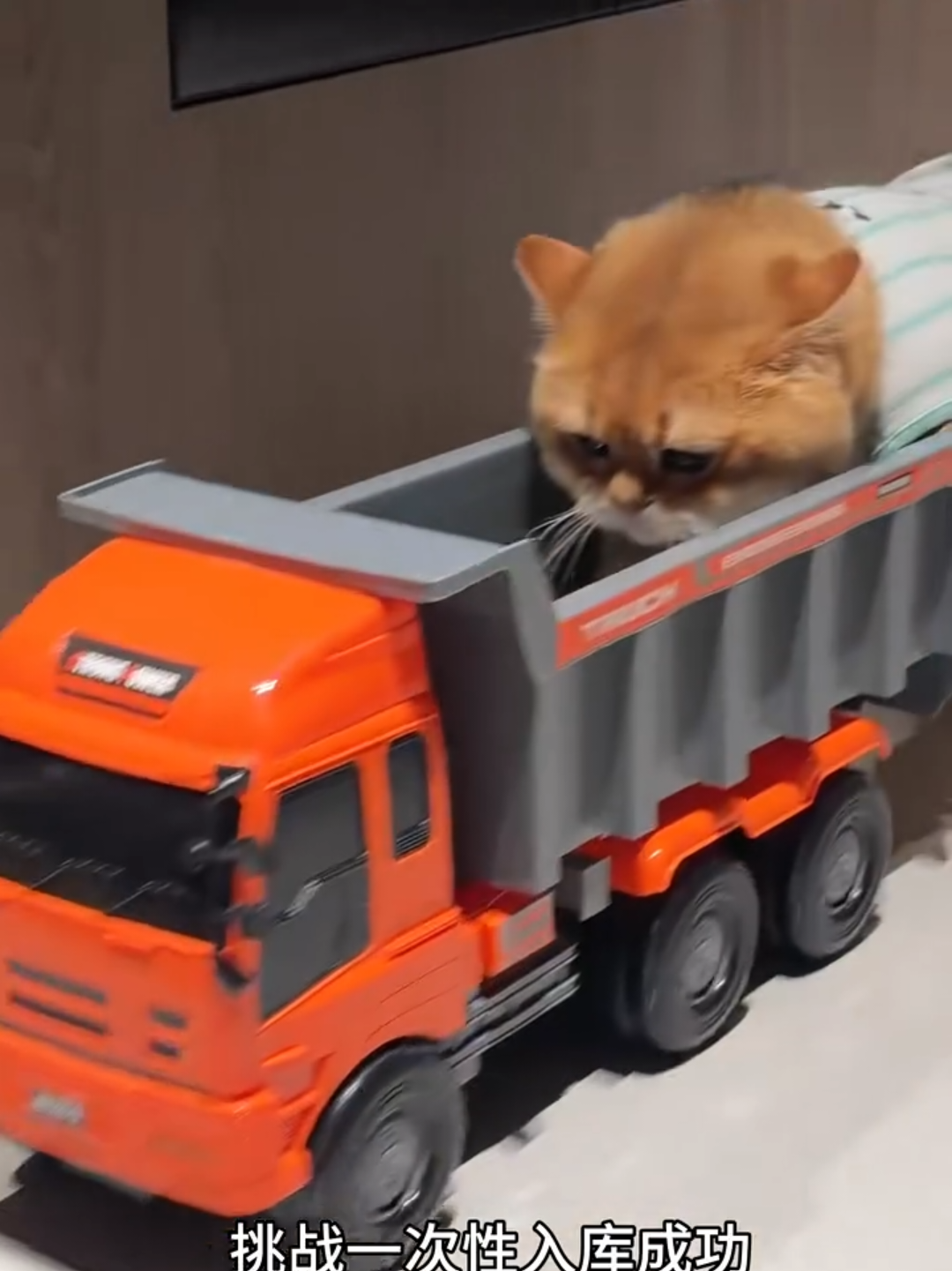 @Chonky World Of Cats