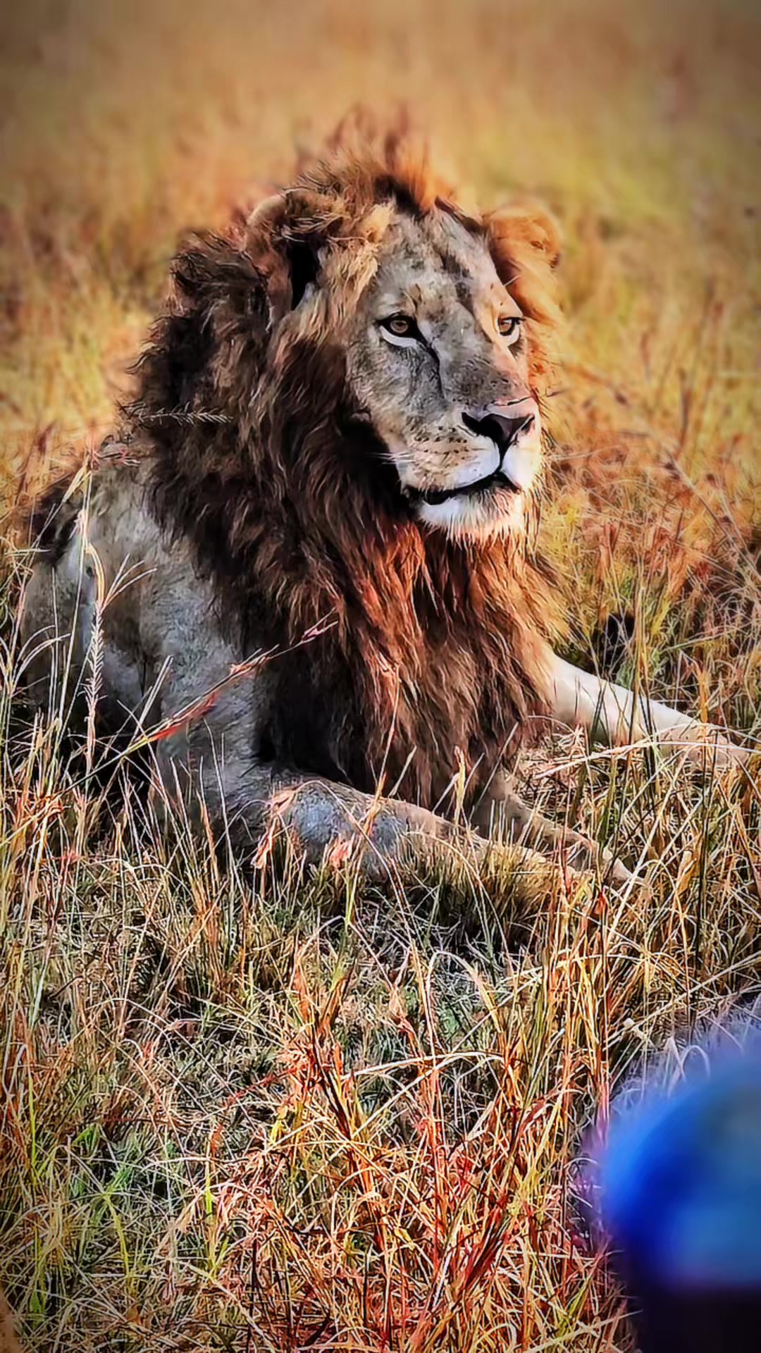 @lion_world5
