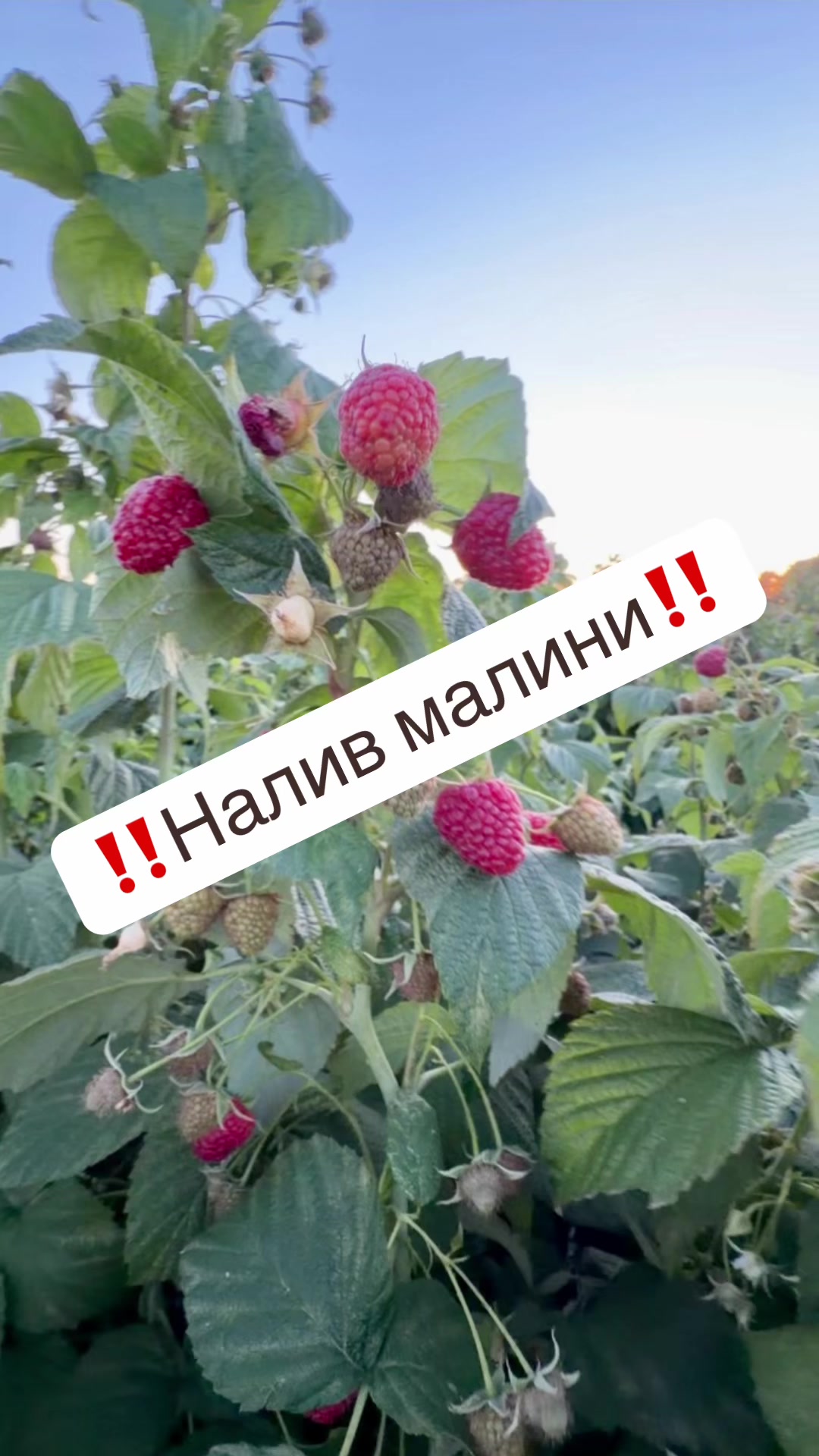 @Алергуш Валентин