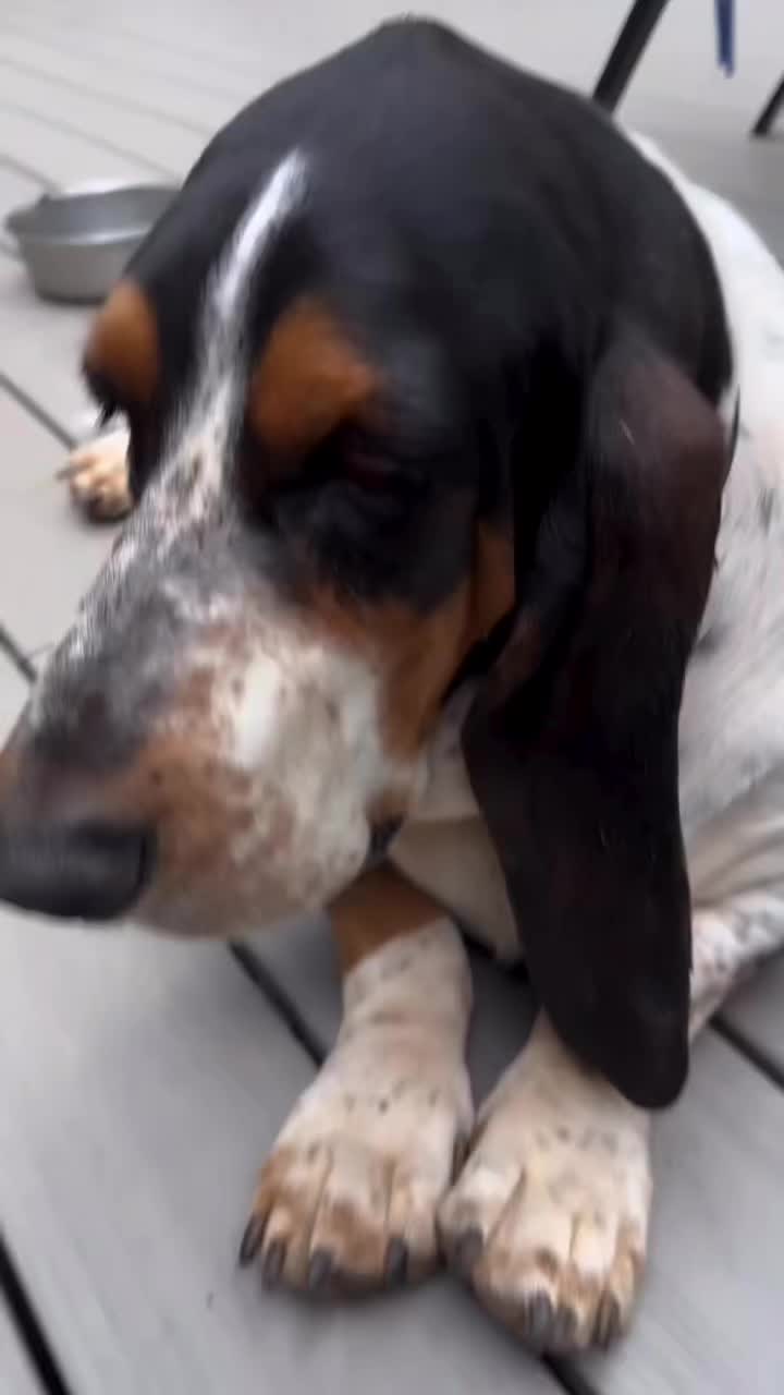 @Hudson & Rudy 🐾 Basset bros