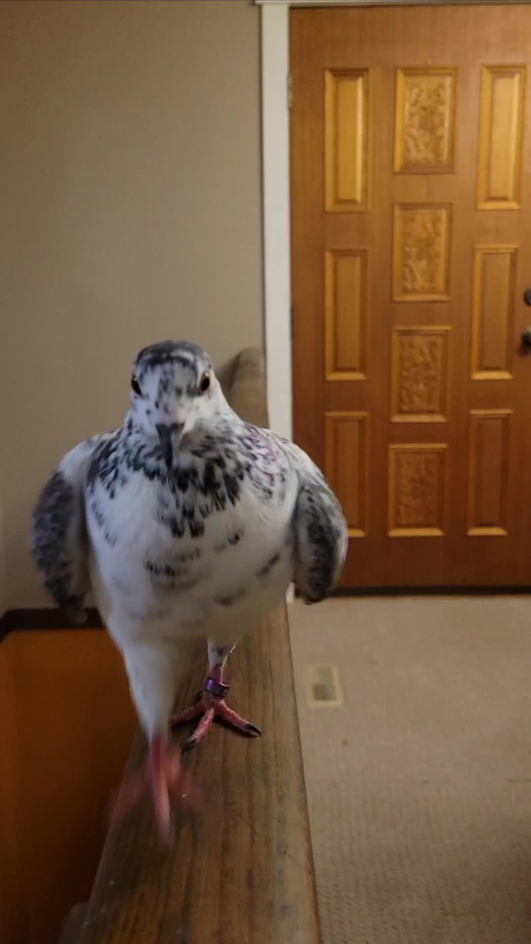 @prettypigeon
