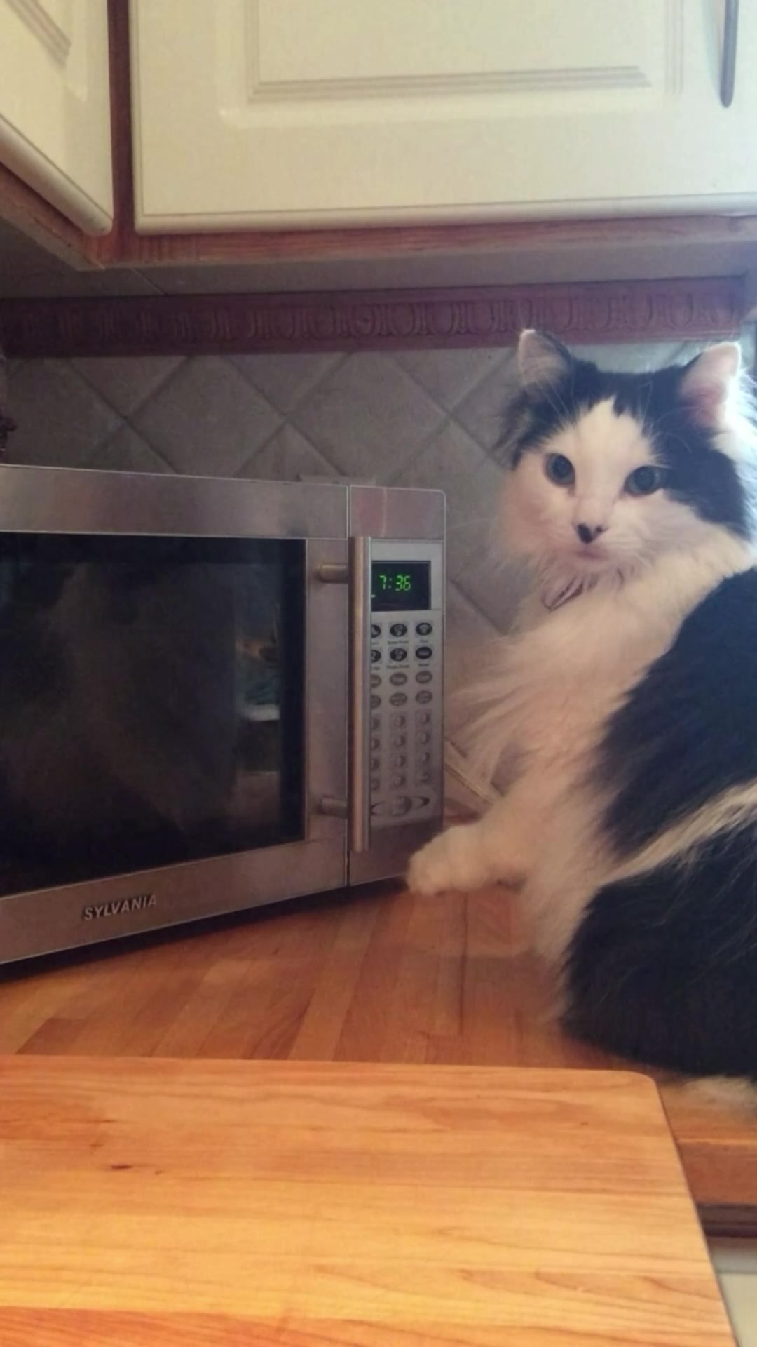 @The Oreo Cat