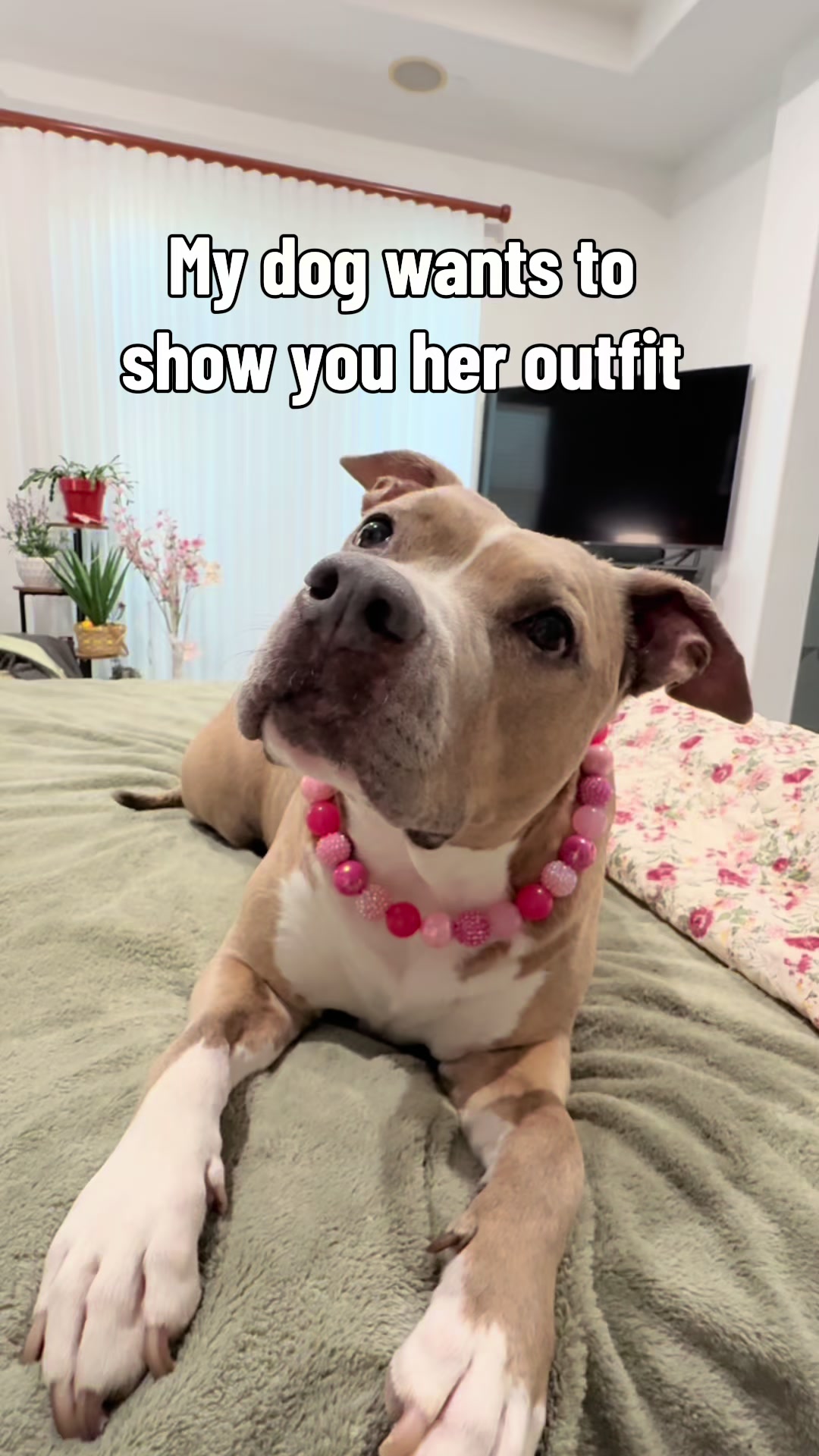 @Indie.pittie