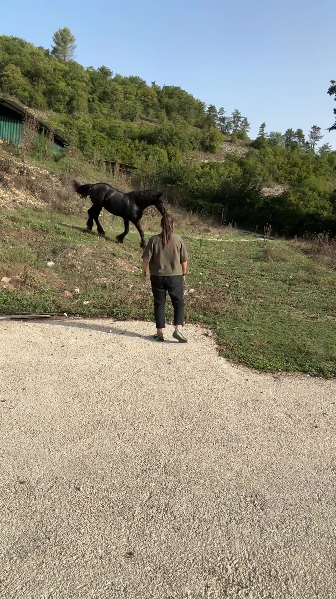 @black_the_friesian