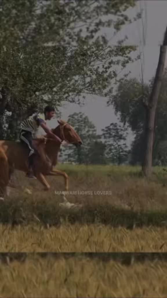 @🏇 MARWARI HORSE RACING 🏇