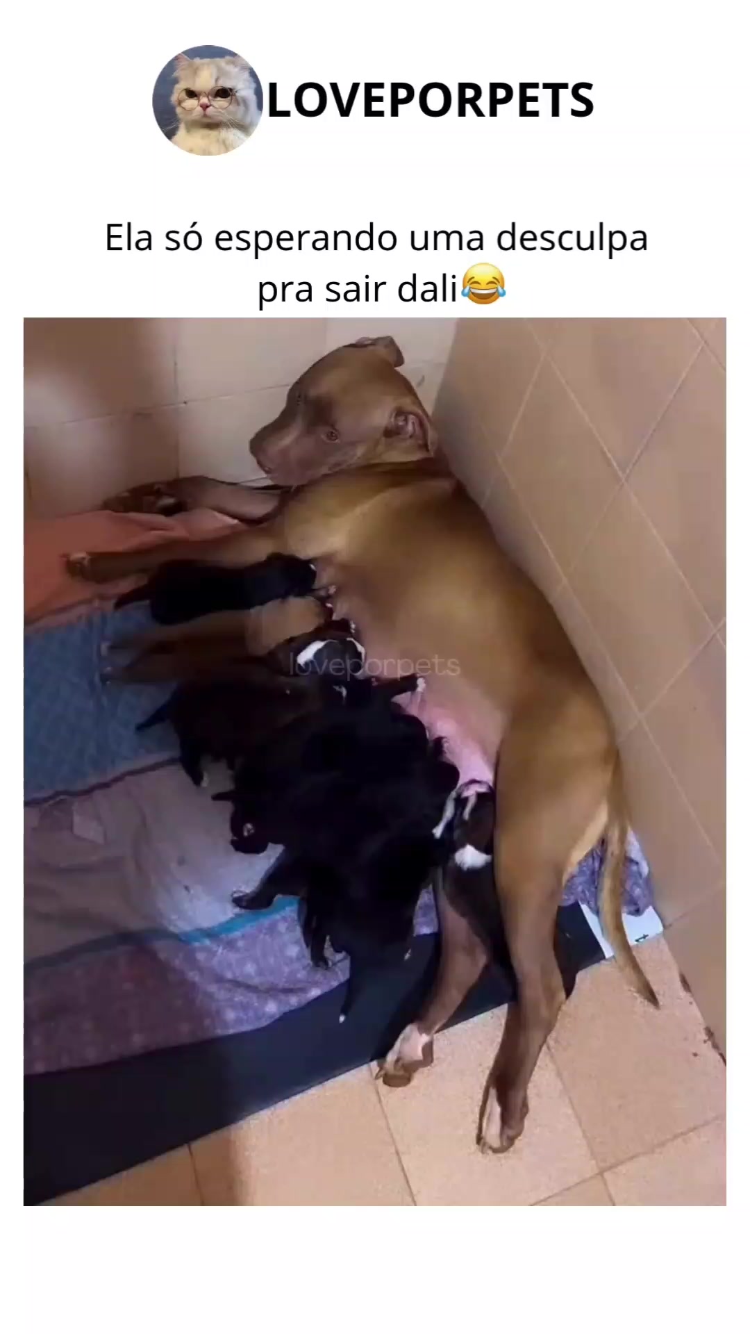 @LOVE POR PETS