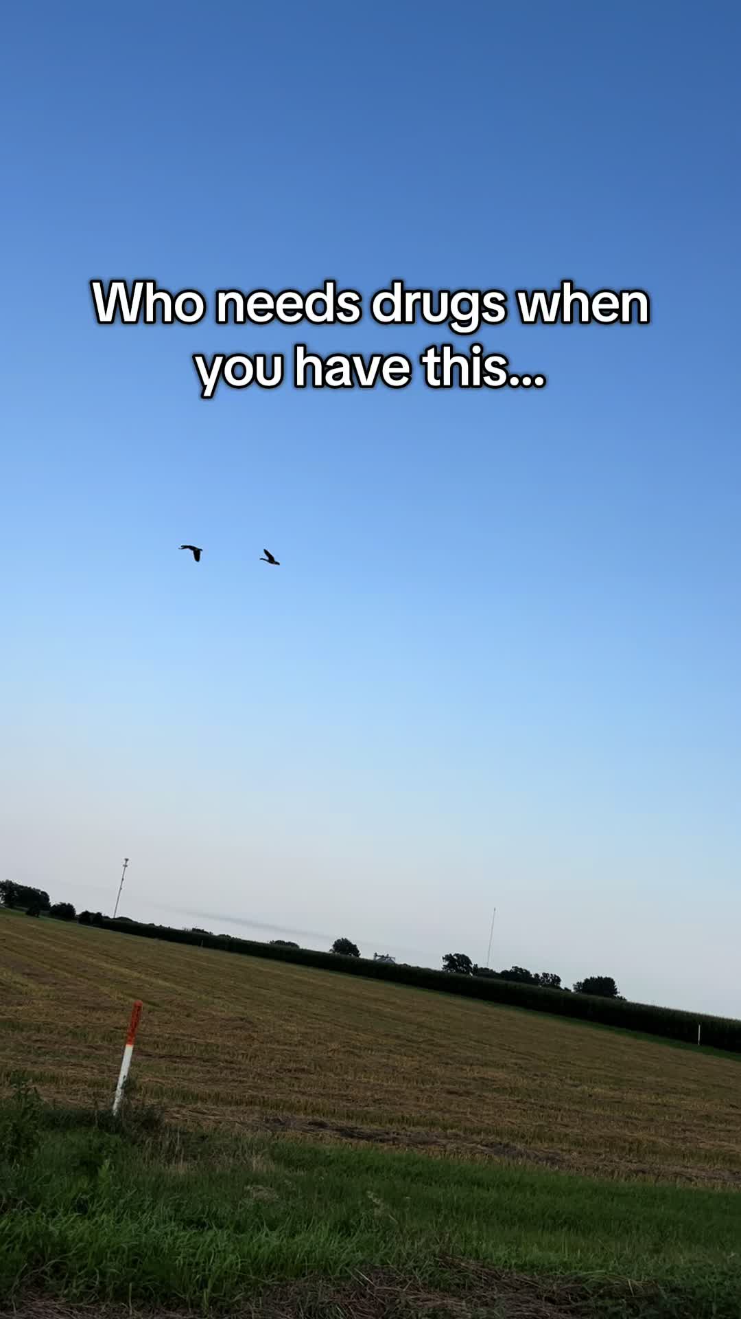 @Midwest Wild