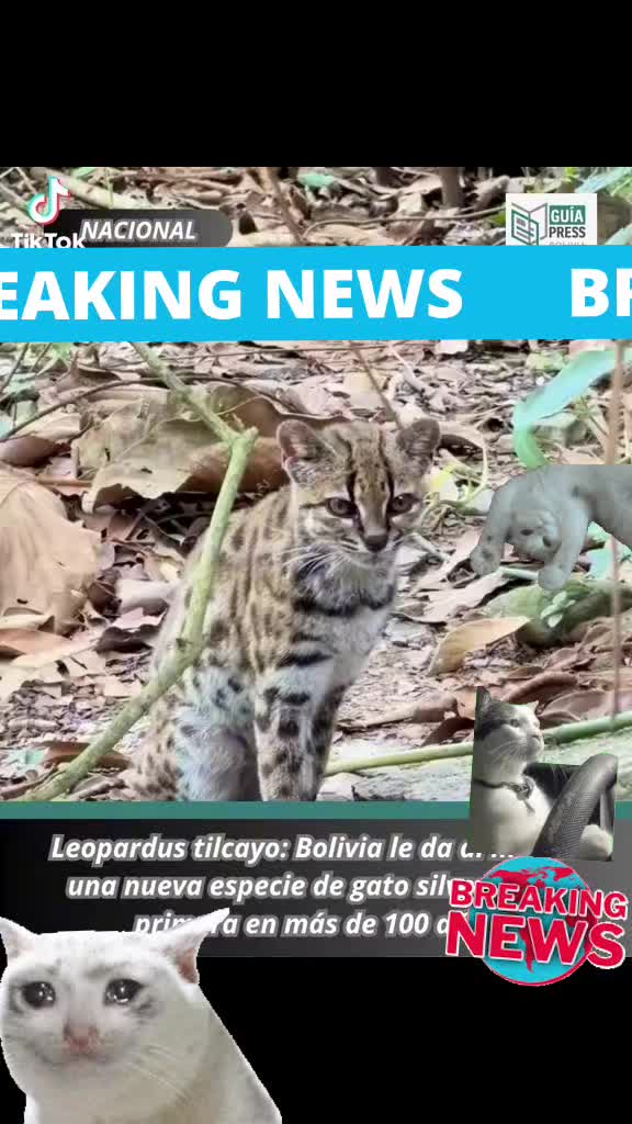 @🇧🇿 belizeanfamilyfelife