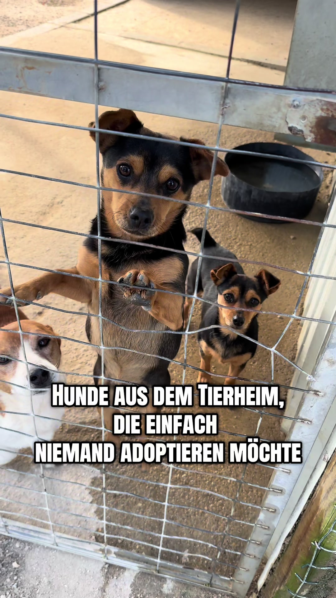 @mother of dogs