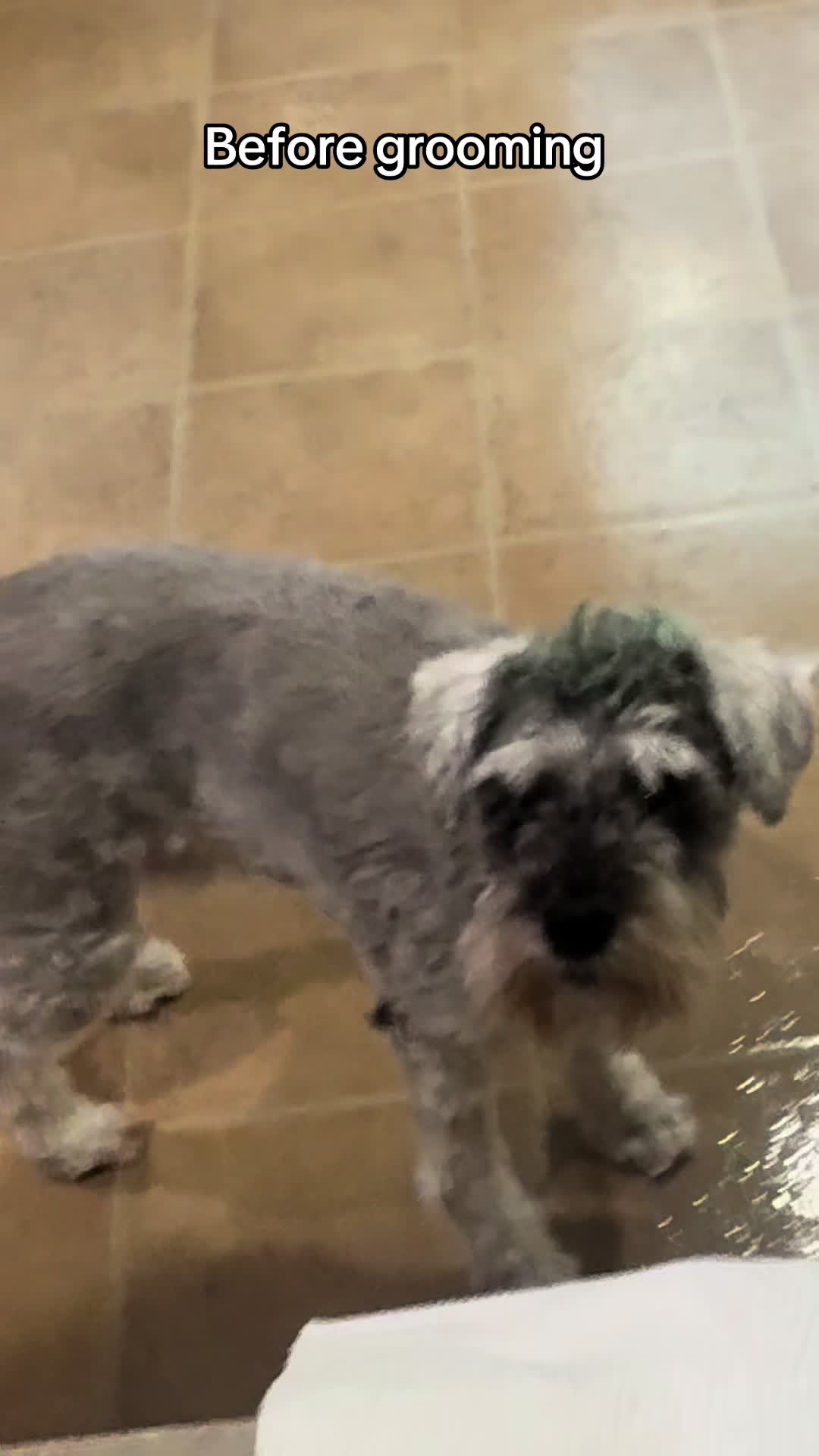 @Cooper The Schnauzer