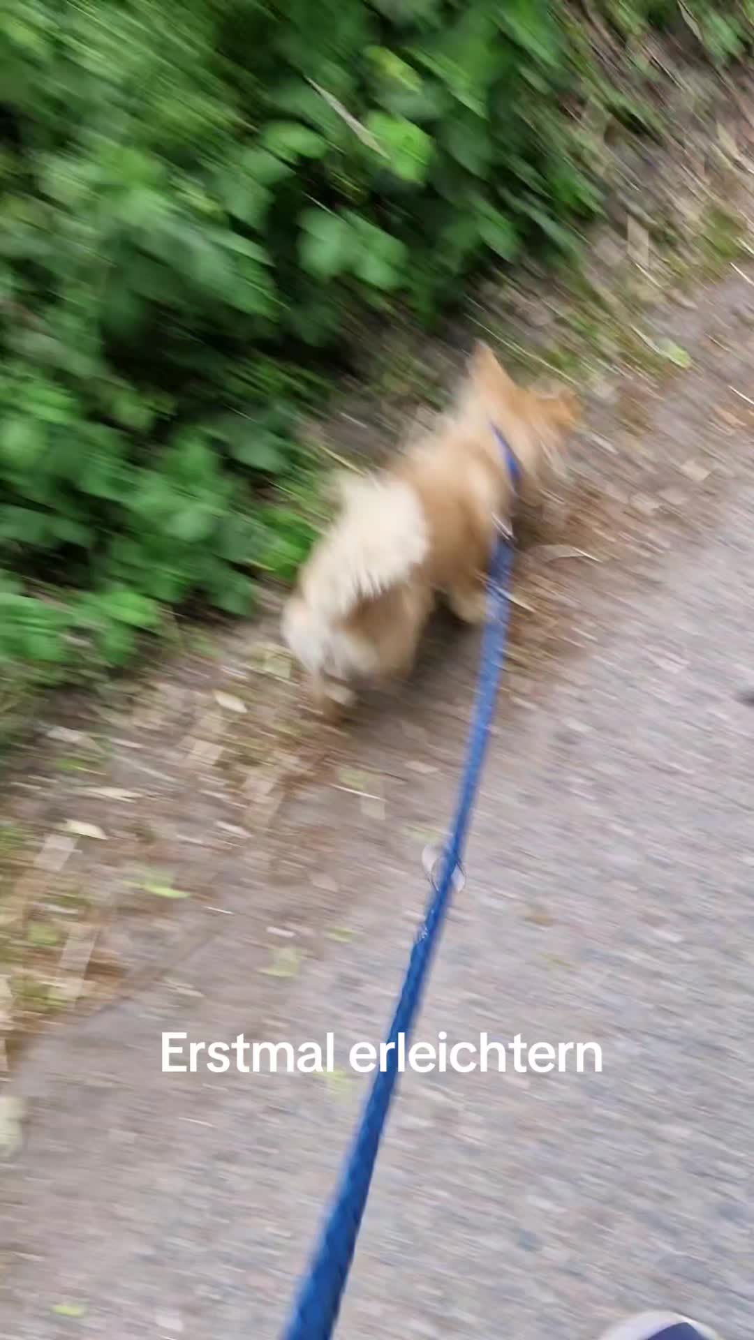 @Katinka, Peach 🐴 und Toffee🐶
