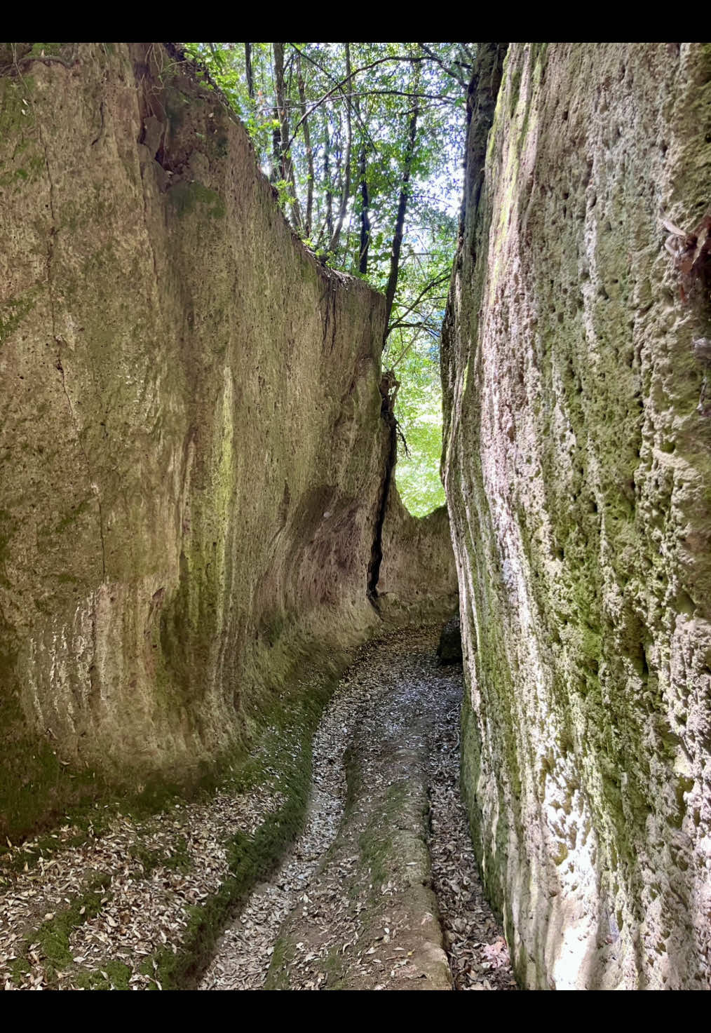 @Maremma Green Passion