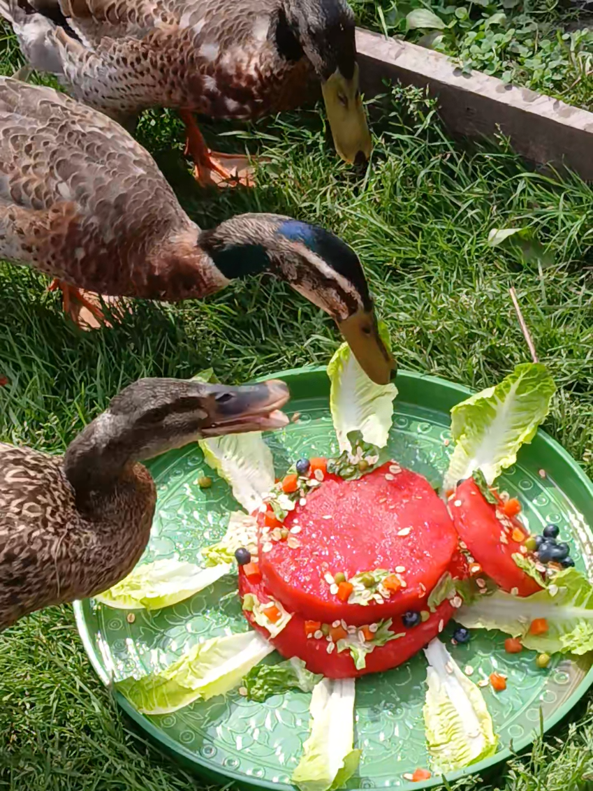 @Kaczogr&oacute;d u Milki🦆🦆🦆🦆