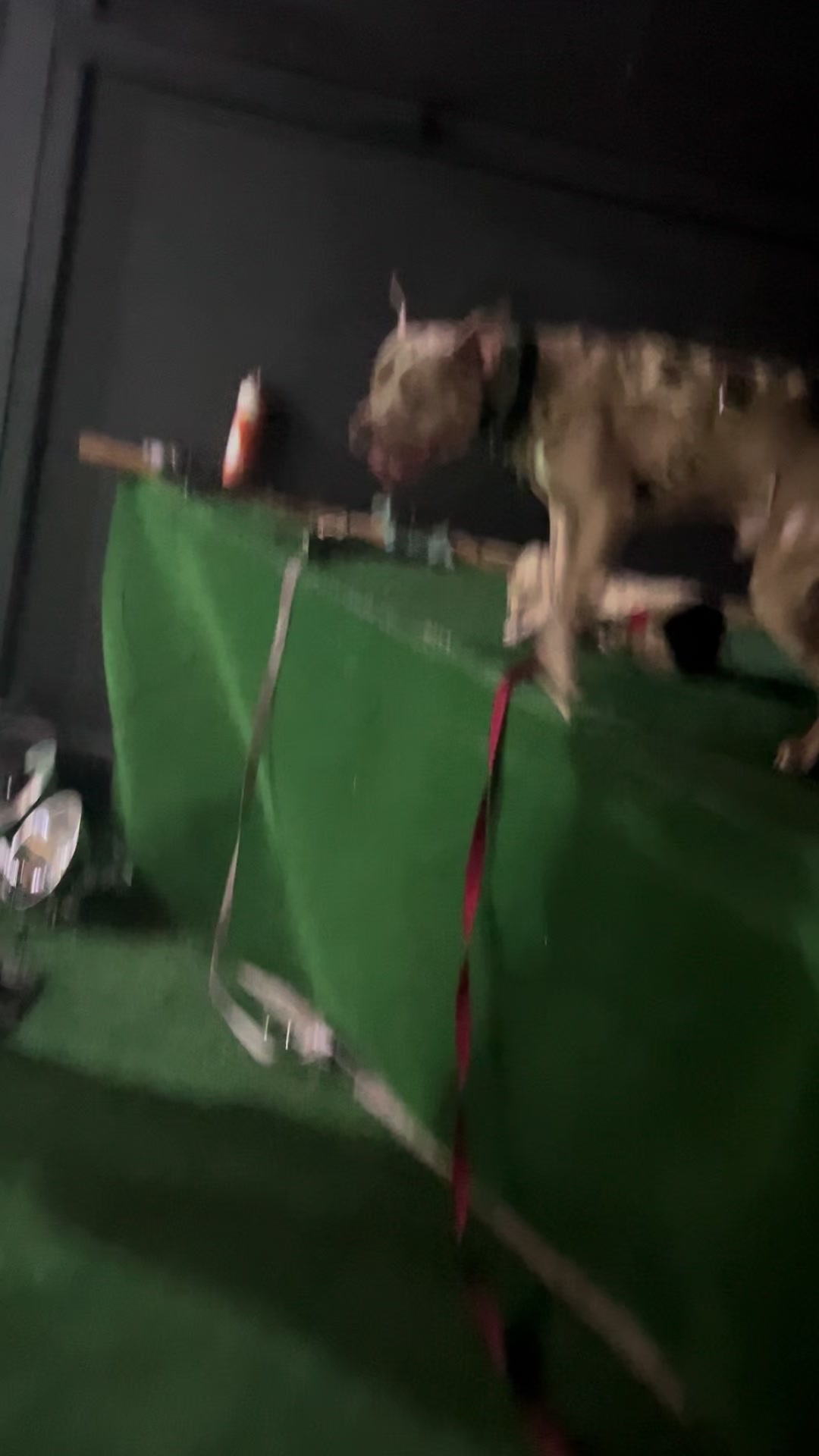 @Jay TheDog Trainer