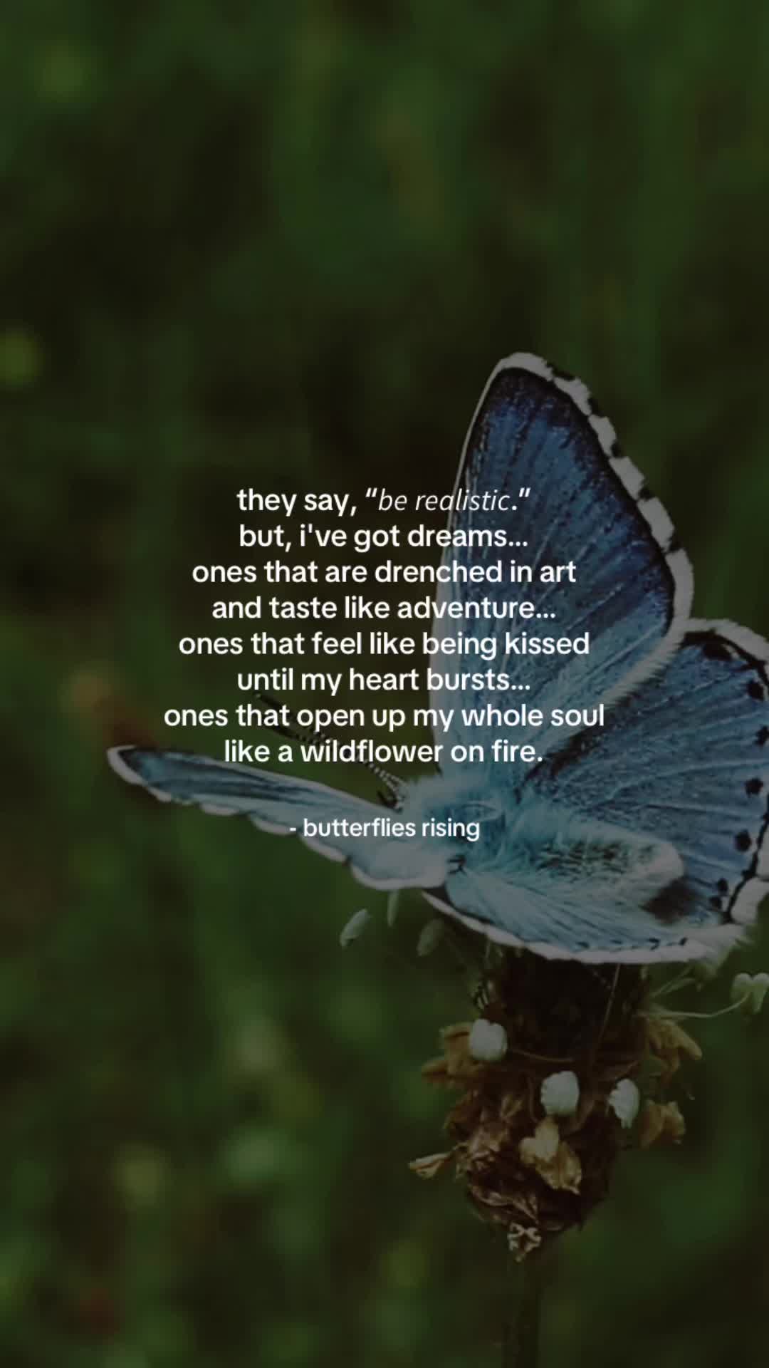 @butterflies rising