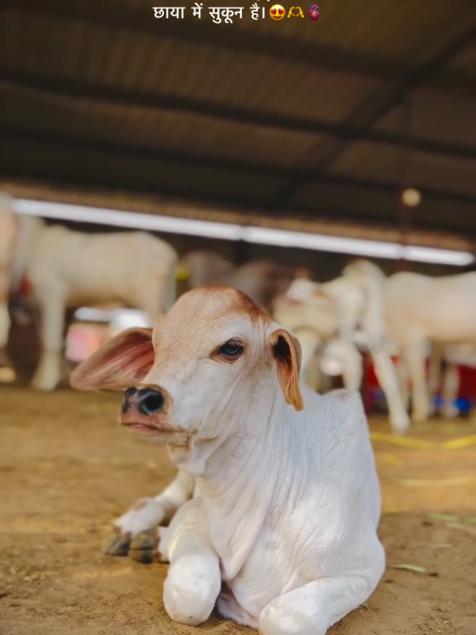 @cows_b_like