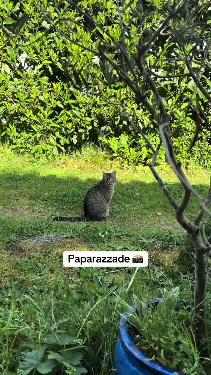 @Bulle la chatte 🐈